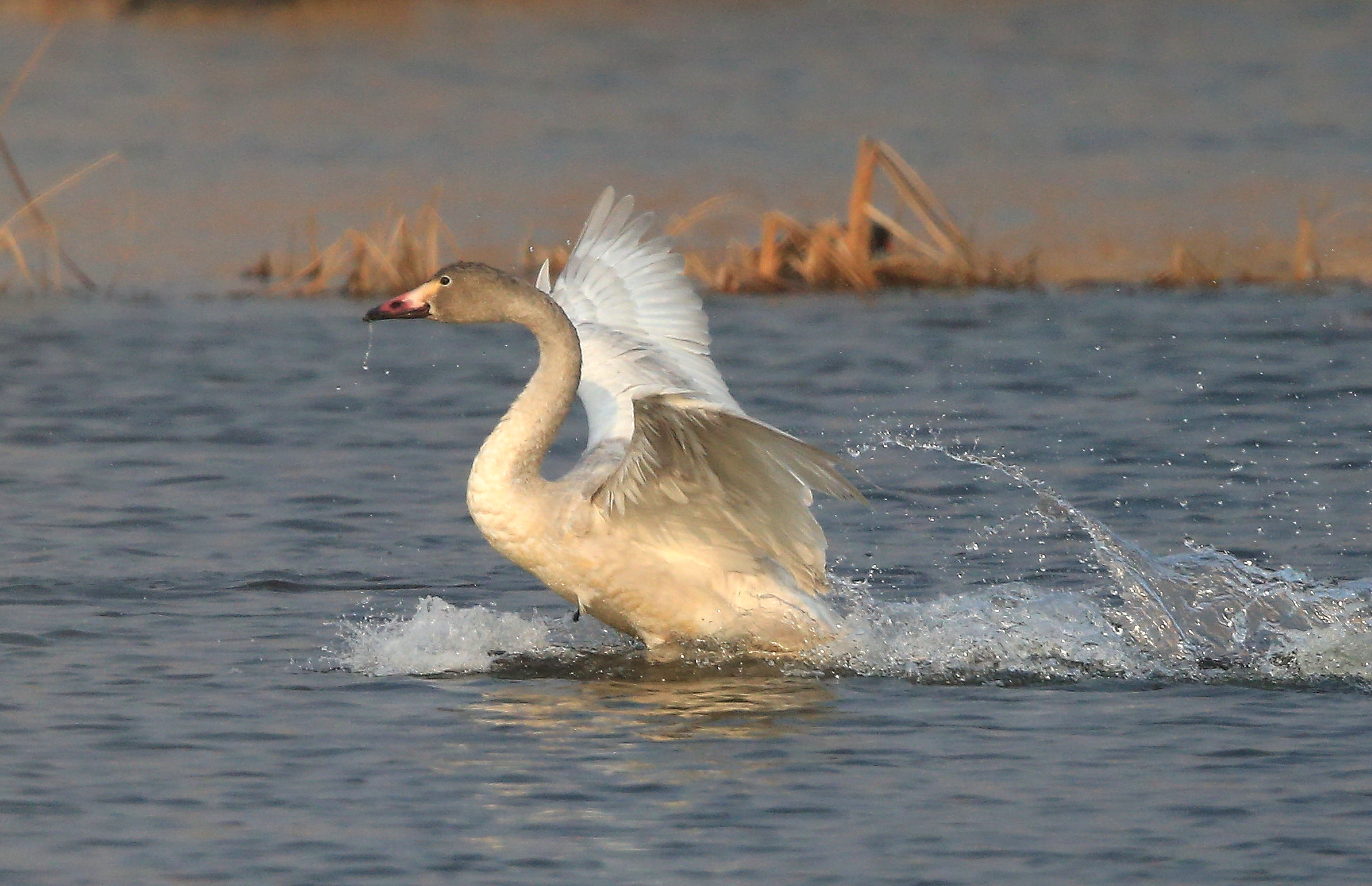 Canon EOS-1D X + Canon EF 600mm F4L IS II USM sample photo. 917 photography