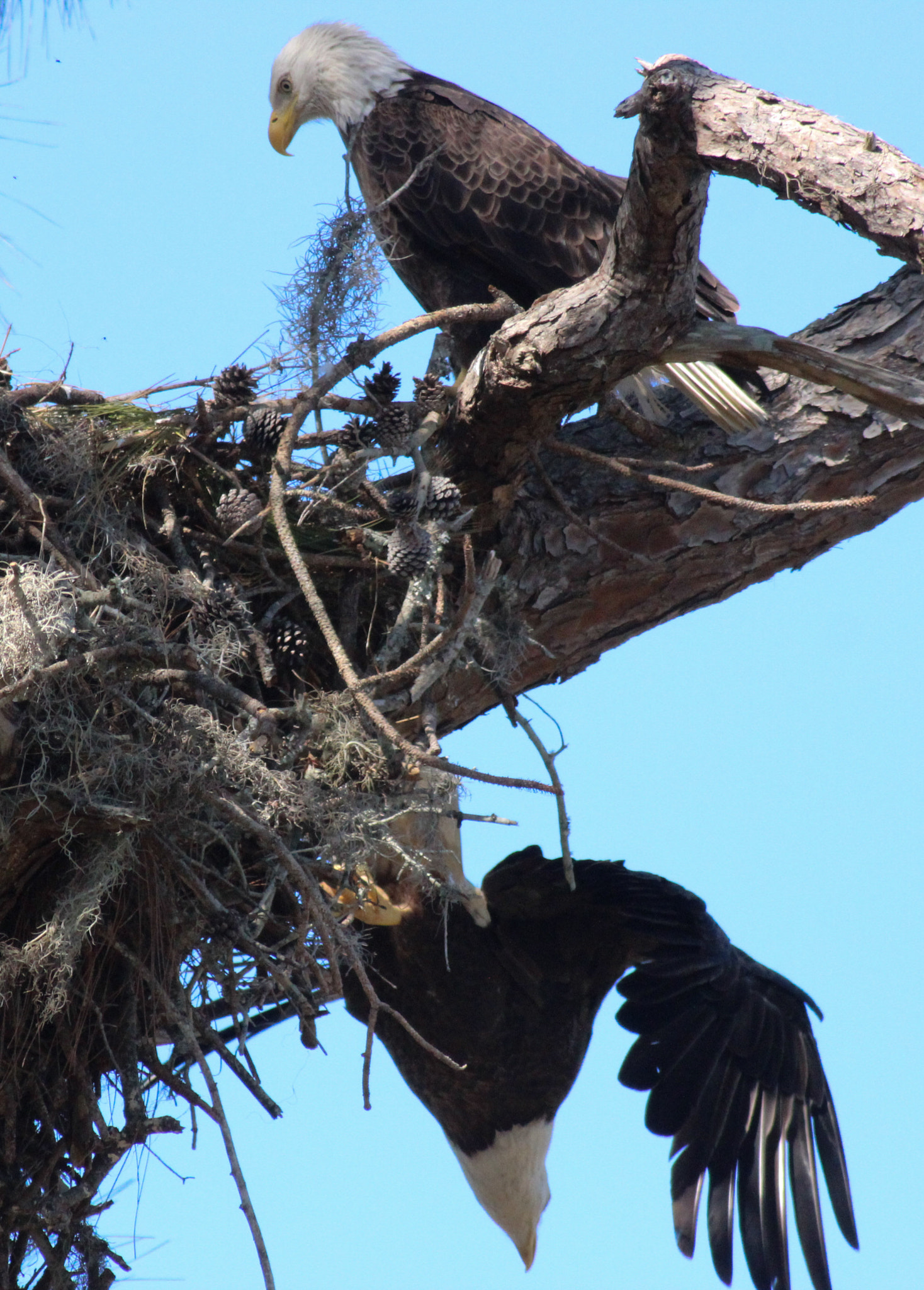 Canon EOS 600D (Rebel EOS T3i / EOS Kiss X5) + Canon EF 400mm F5.6L USM sample photo. Going going gone! photography