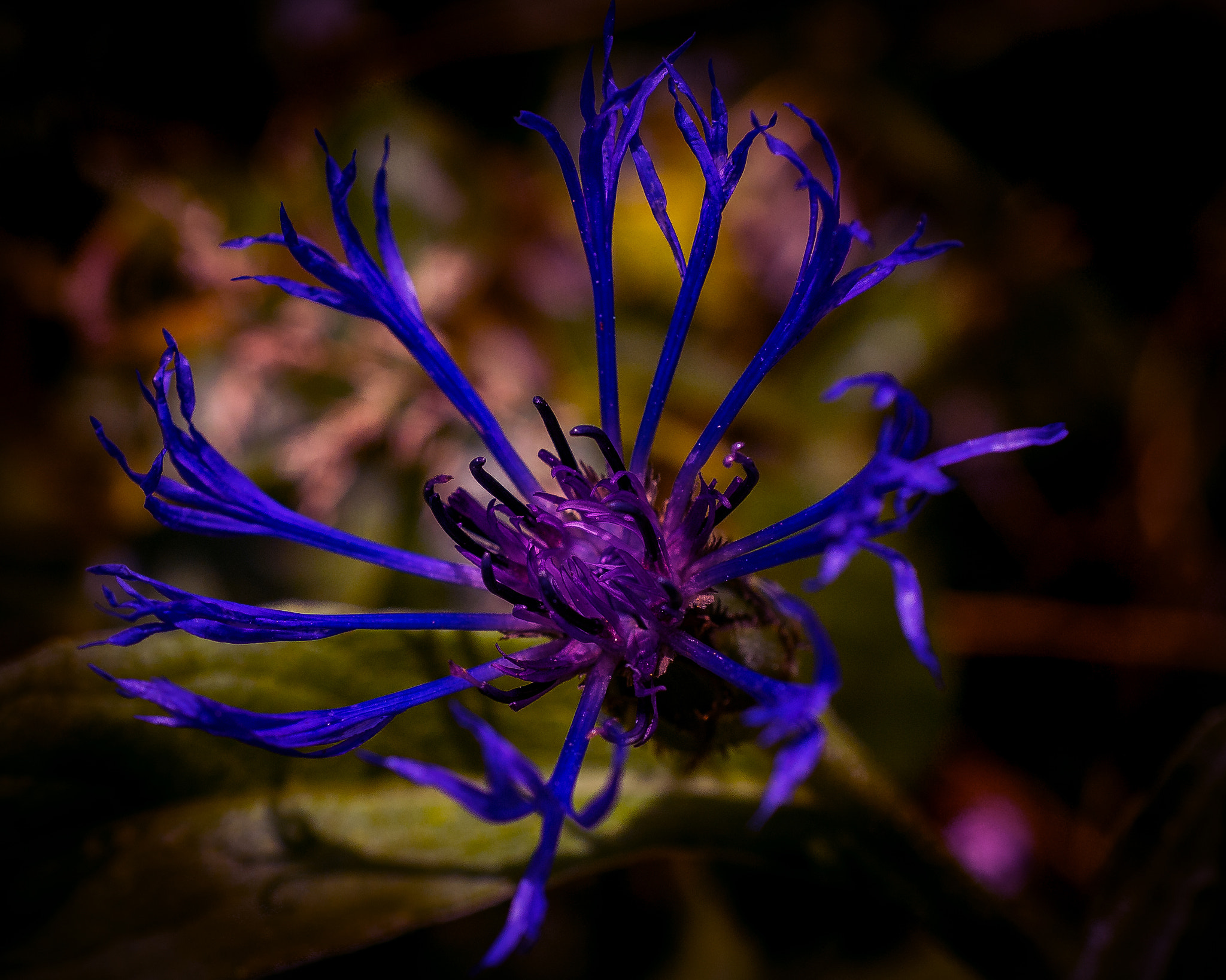 Nikon AF-S DX Micro Nikkor 40mm F2.8 sample photo. Cornflower photography