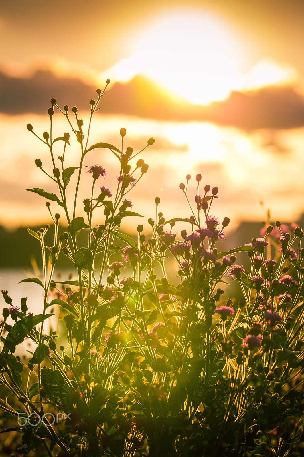 Sigma 50-100mm F1.8 DC HSM Art sample photo. End of day photography