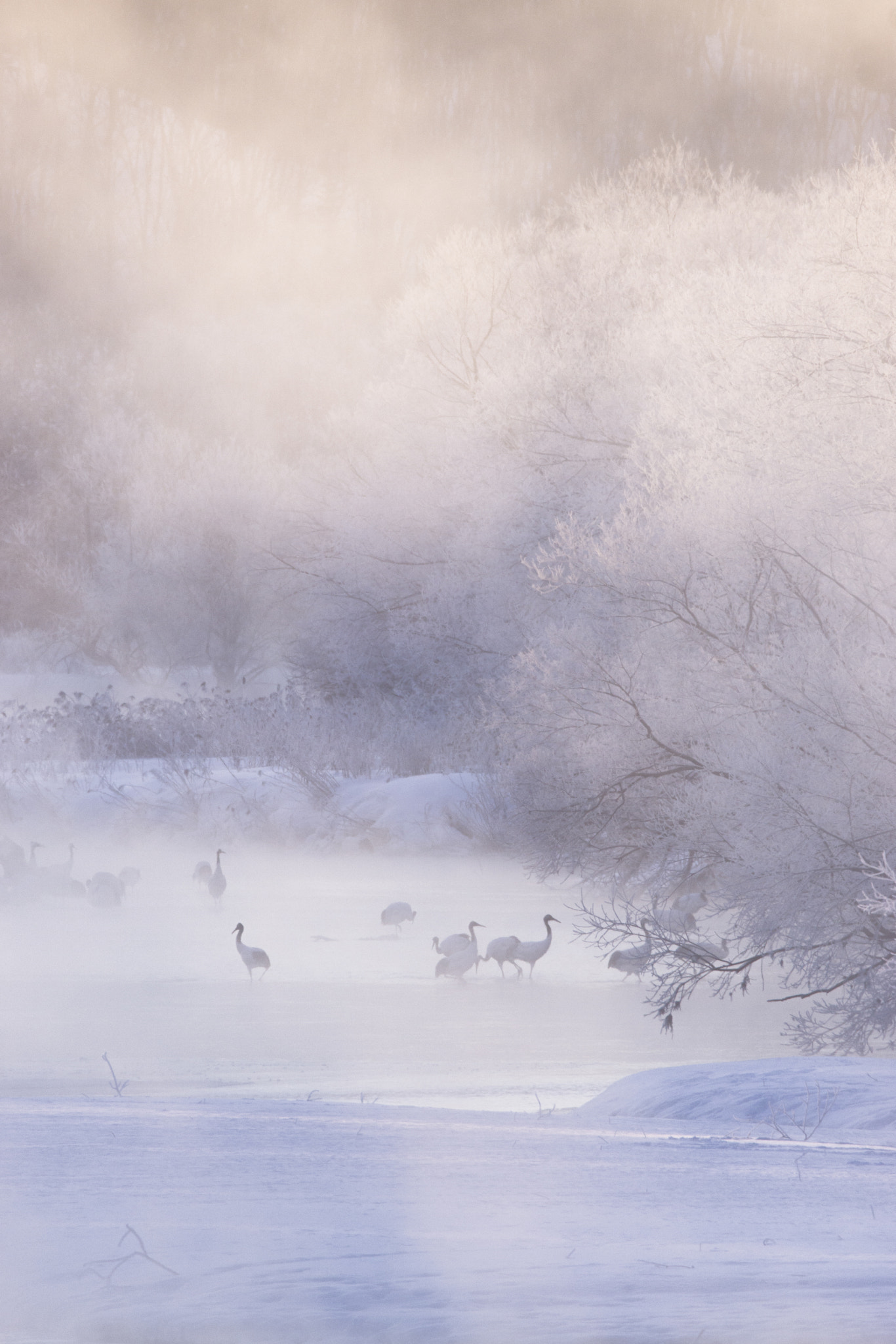 Sony a6000 + Tamron SP 150-600mm F5-6.3 Di VC USD sample photo. Cranes in the fog photography