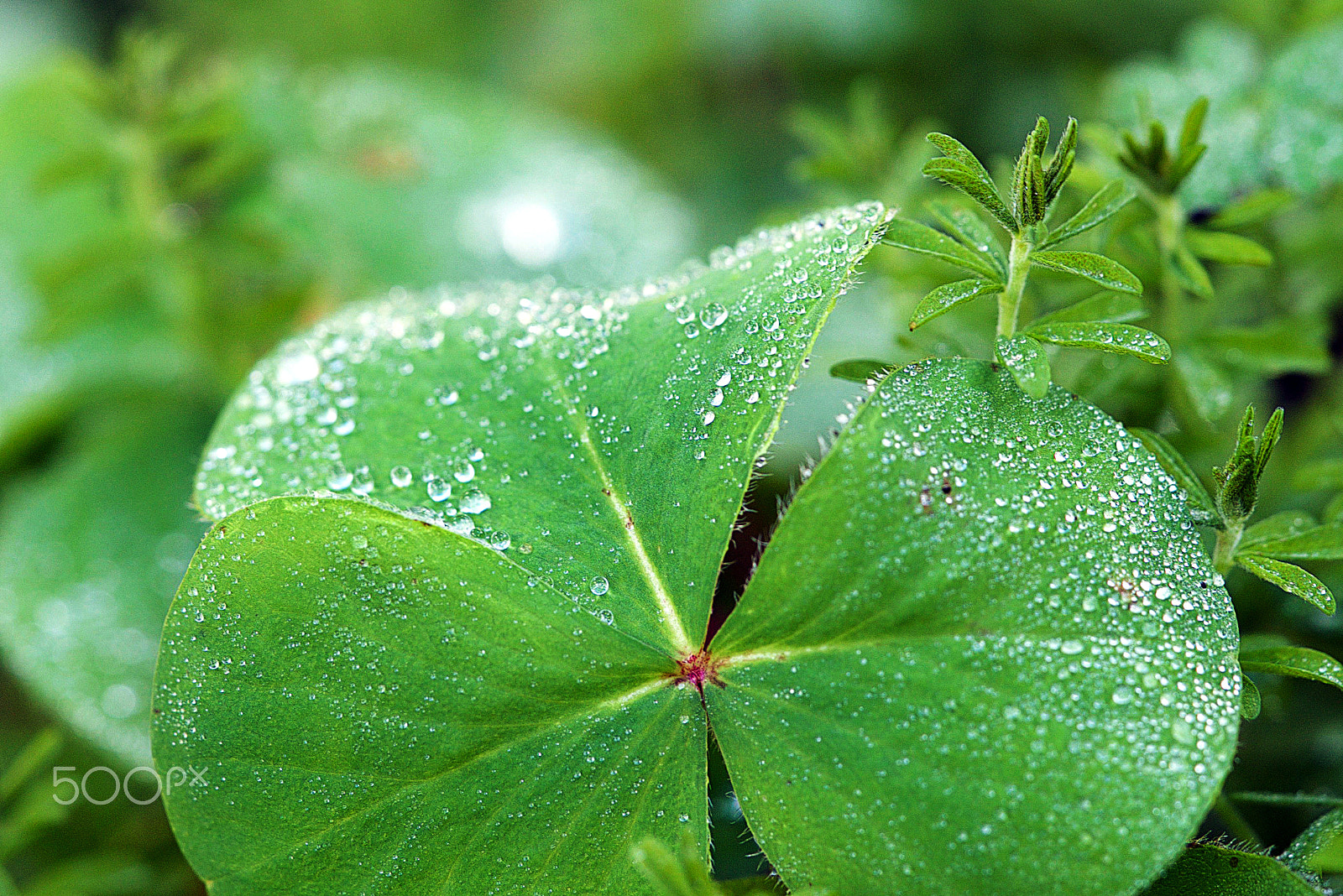 Sony a7S II + Sony FE 90mm F2.8 Macro G OSS sample photo. Green means go photography