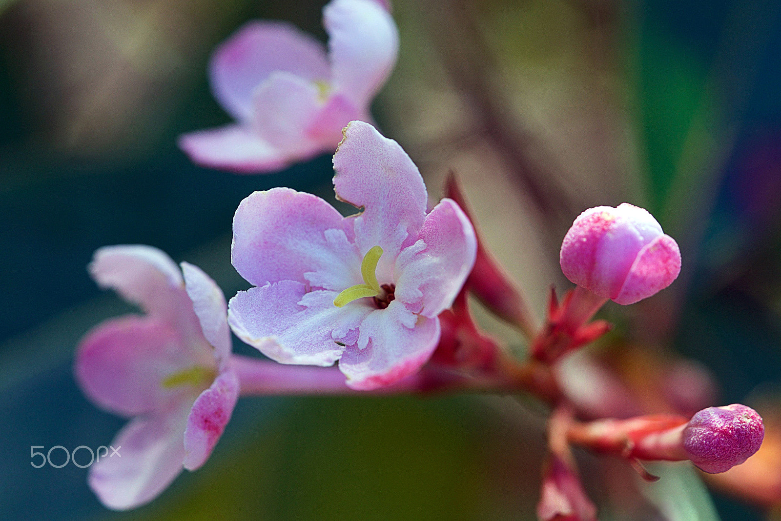 Sony a7S II + Sony FE 90mm F2.8 Macro G OSS sample photo. She can love again photography