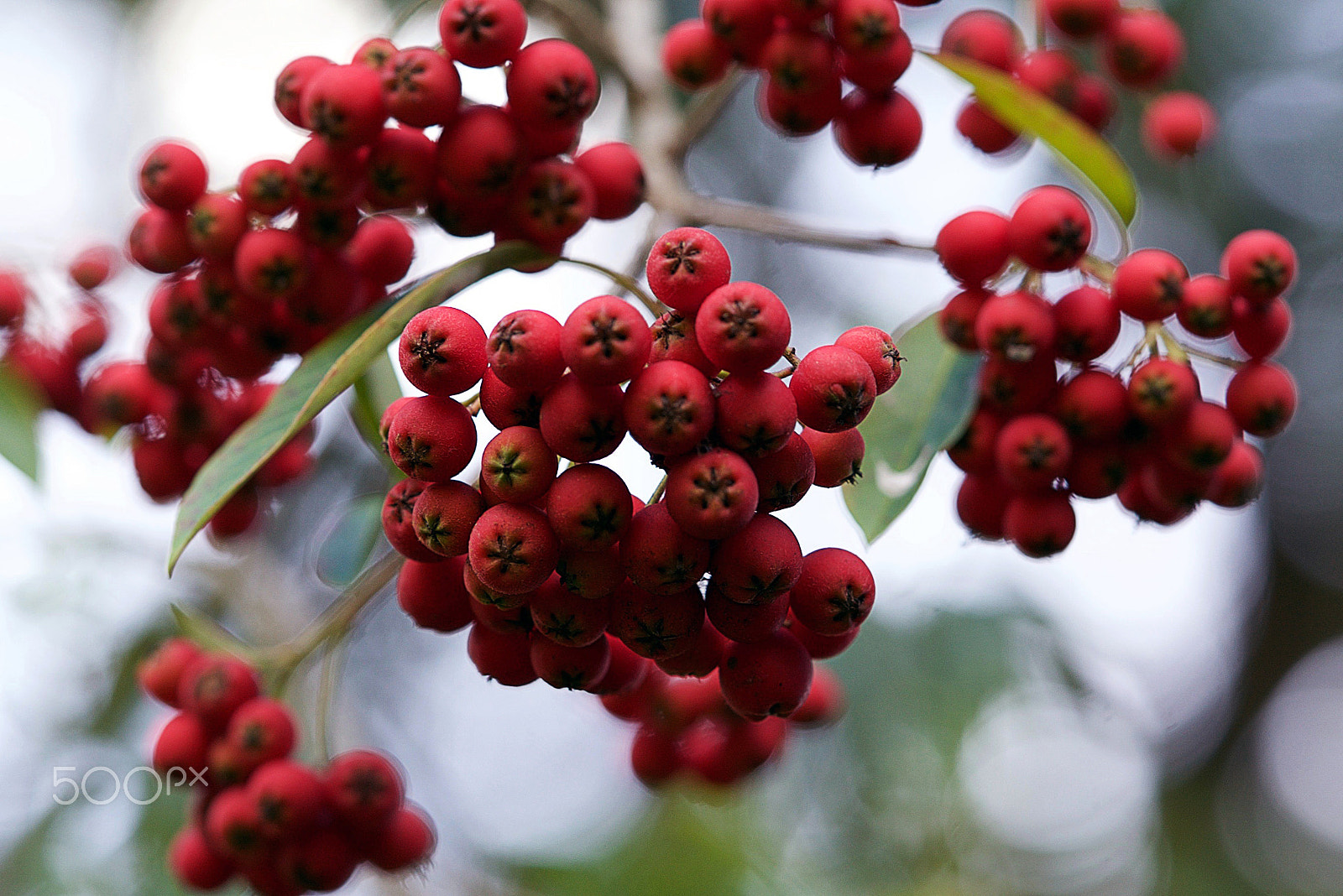 Sony a7S II + Sony FE 90mm F2.8 Macro G OSS sample photo. Crimson life photography