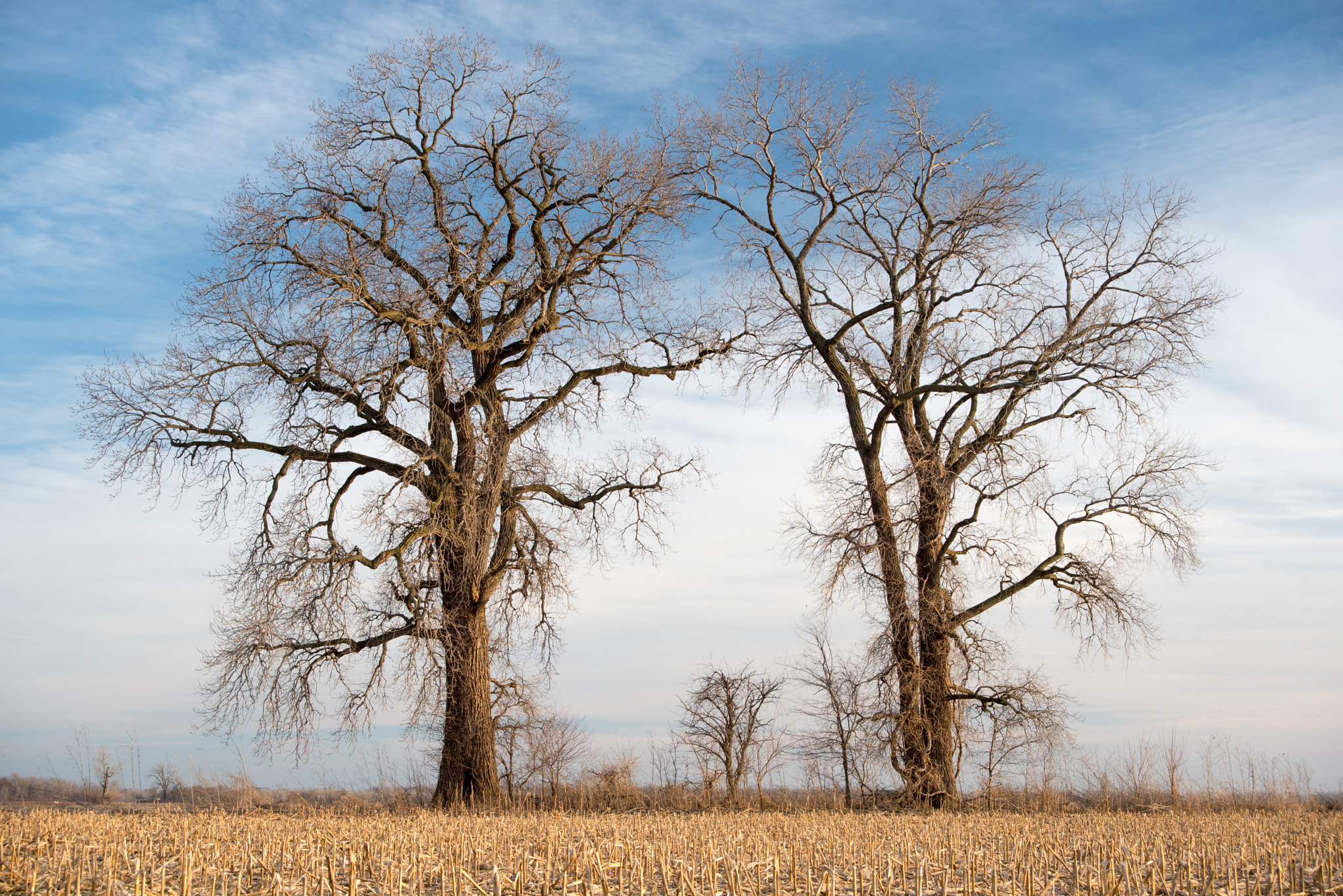 AF Zoom-Nikkor 28-70mm f/3.5-4.5D sample photo. Two trees in a cornfield photography