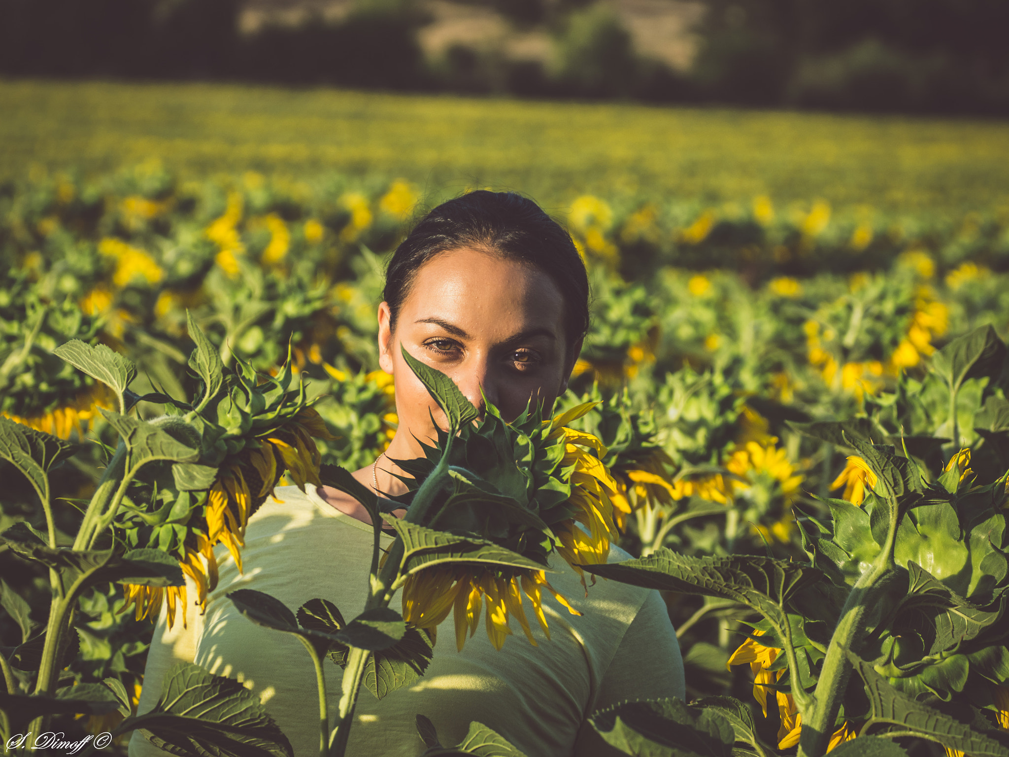 Sony SLT-A58 + Tamron SP 70-300mm F4-5.6 Di USD sample photo. Brown eyes behind sunflowers photography