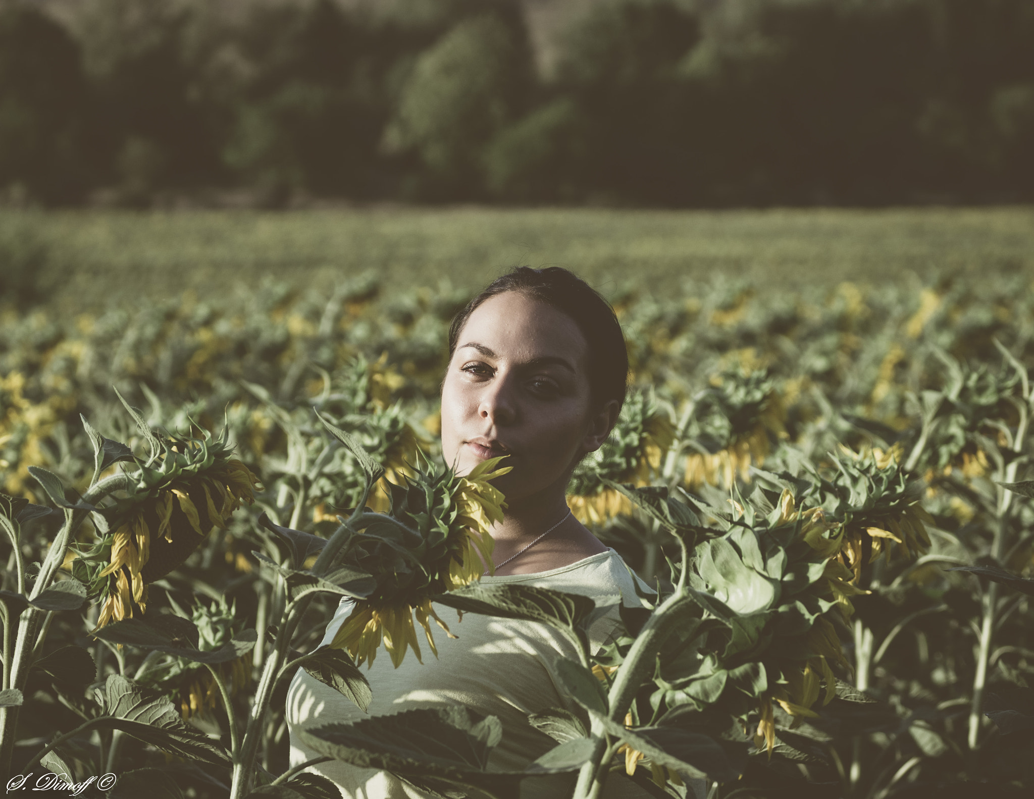 Tamron SP 70-300mm F4-5.6 Di USD sample photo. In the middle of sunflowers  photography
