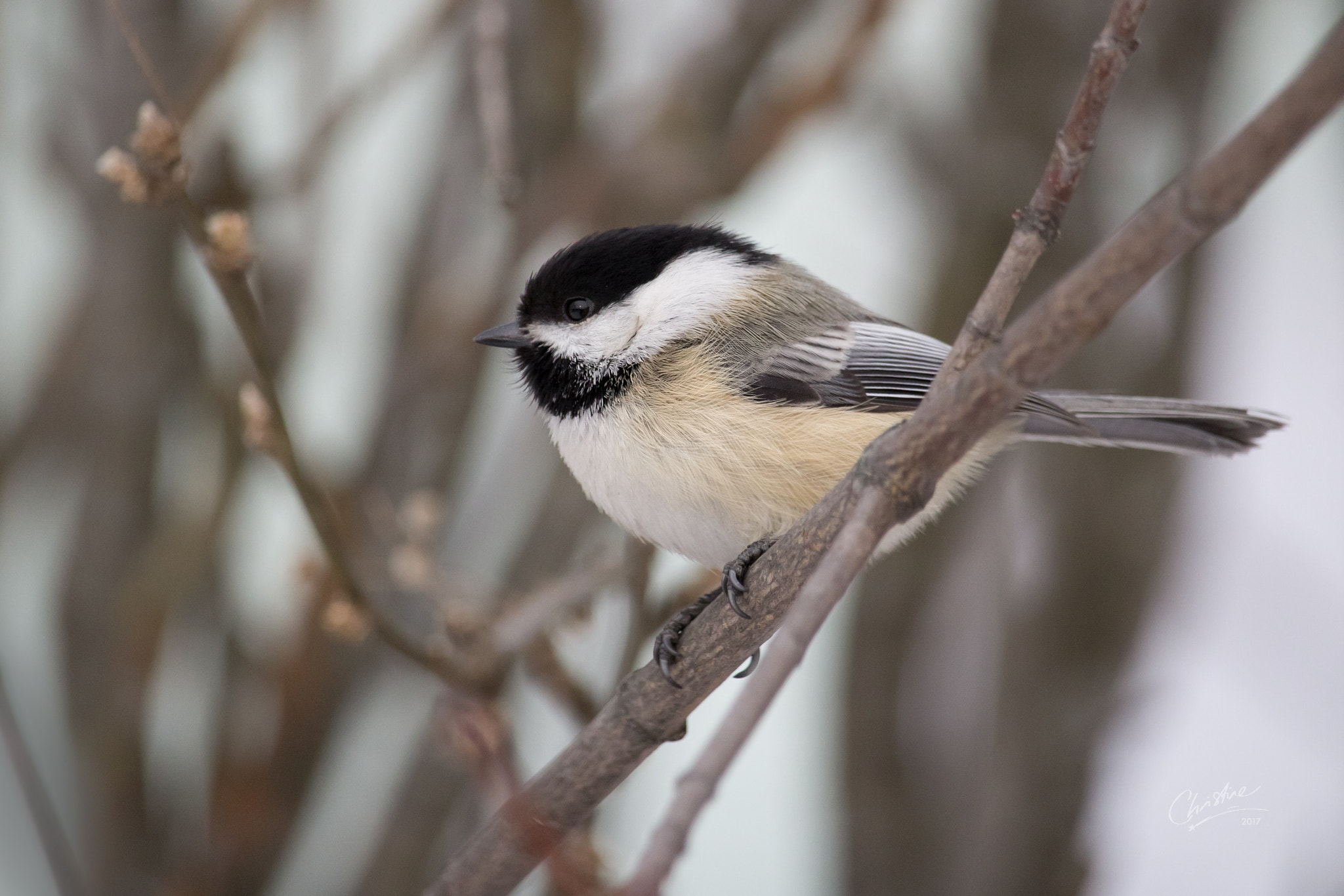 Canon EF-S 55-250mm F4-5.6 IS STM sample photo. Chickadee on a branch photography