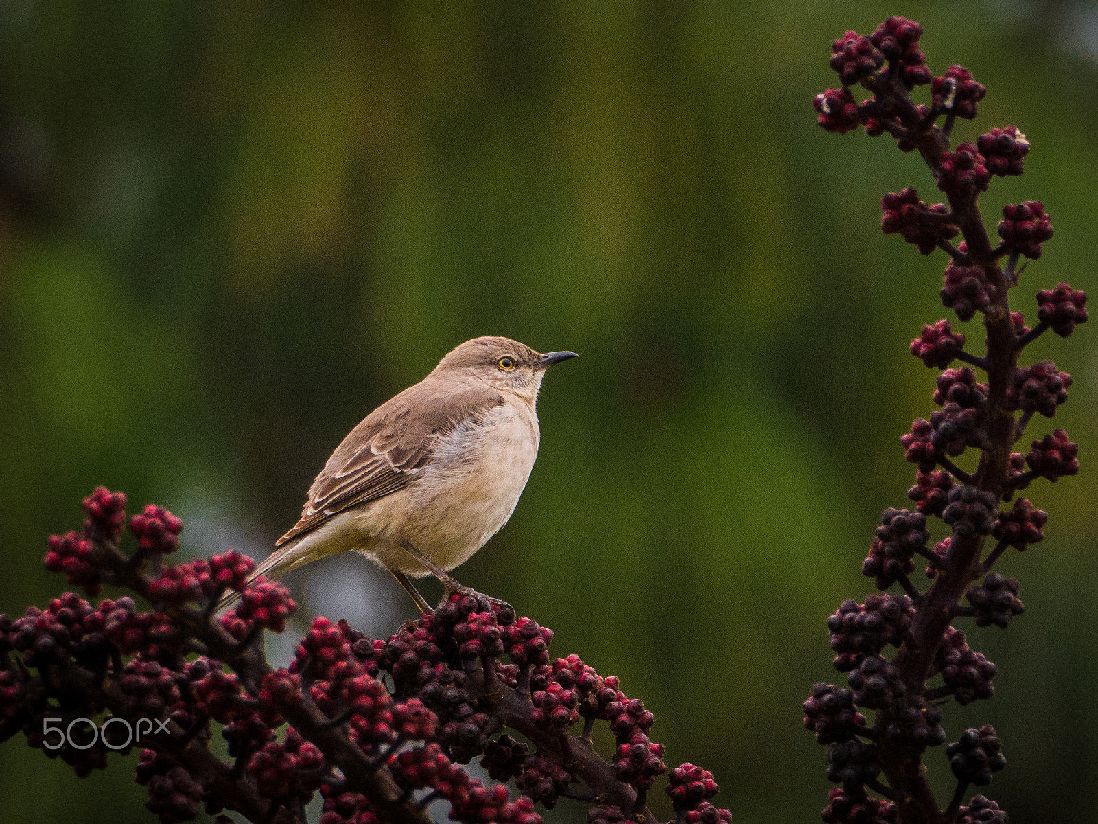 Olympus OM-D E-M10 II sample photo. Wrentit (chamaea fasciata) photography