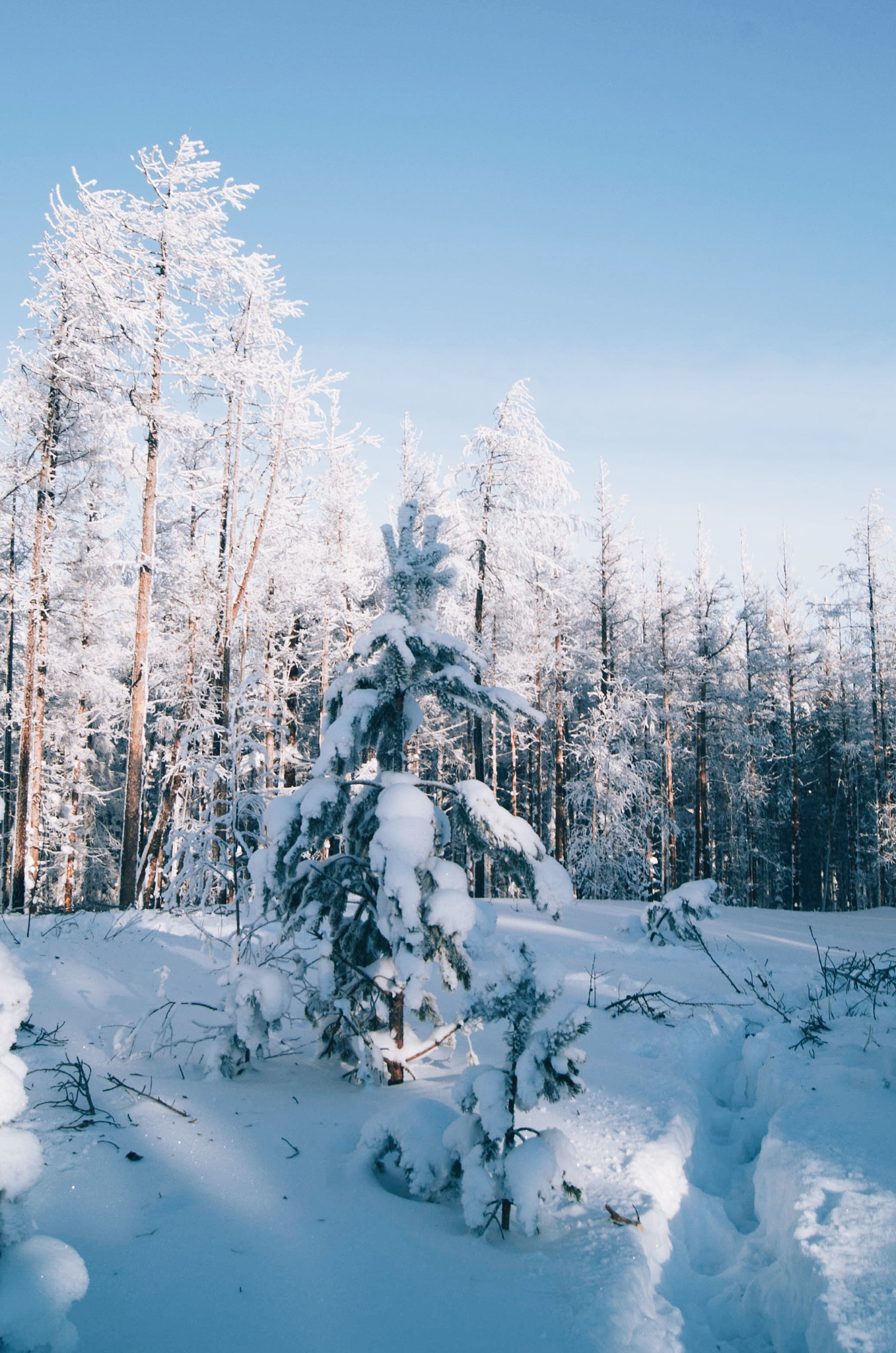 Sony Alpha DSLR-A330 + Sony DT 18-55mm F3.5-5.6 SAM sample photo. Wild forest. photography