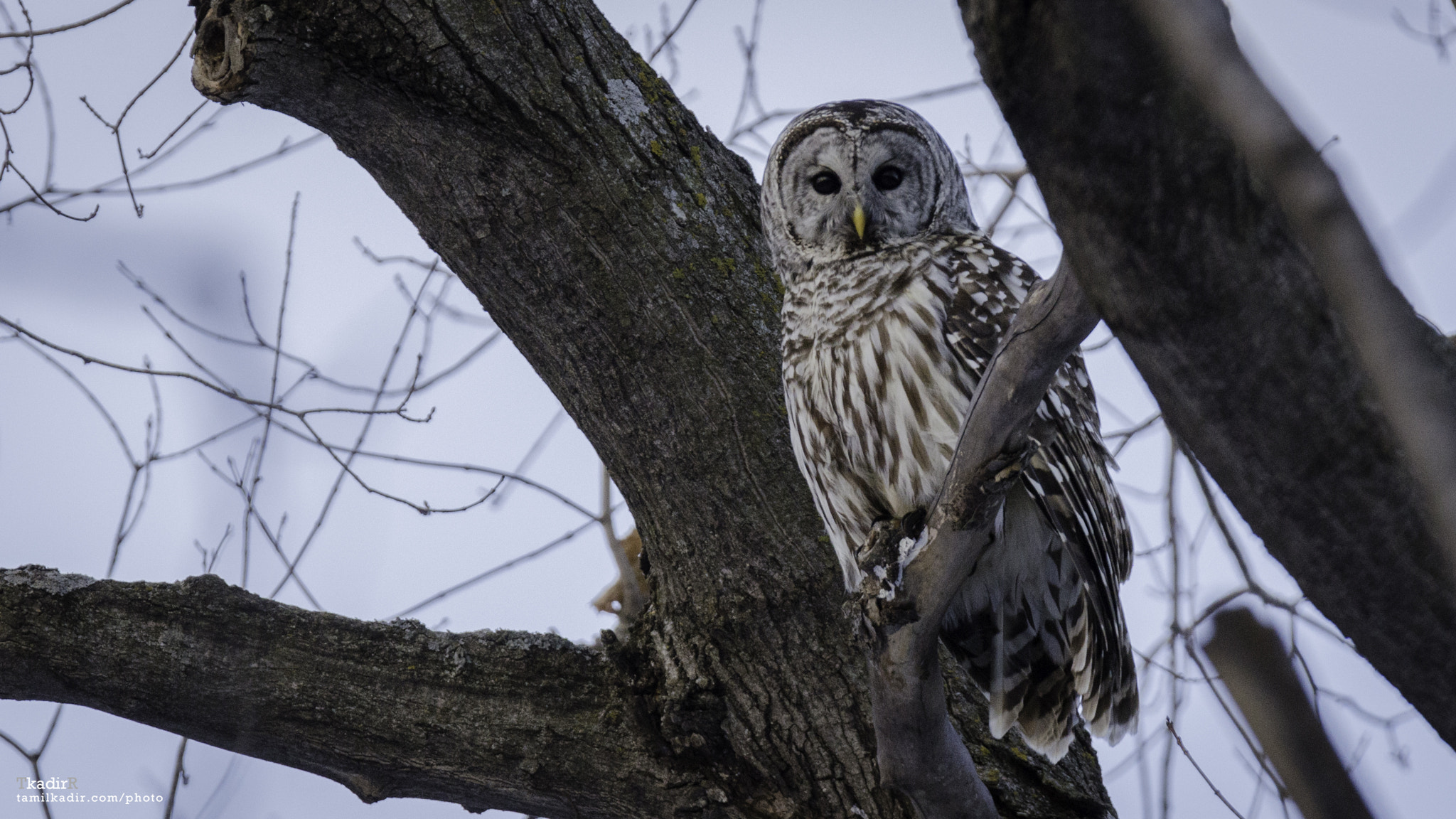 Nikon D5100 sample photo. Barred owl photography