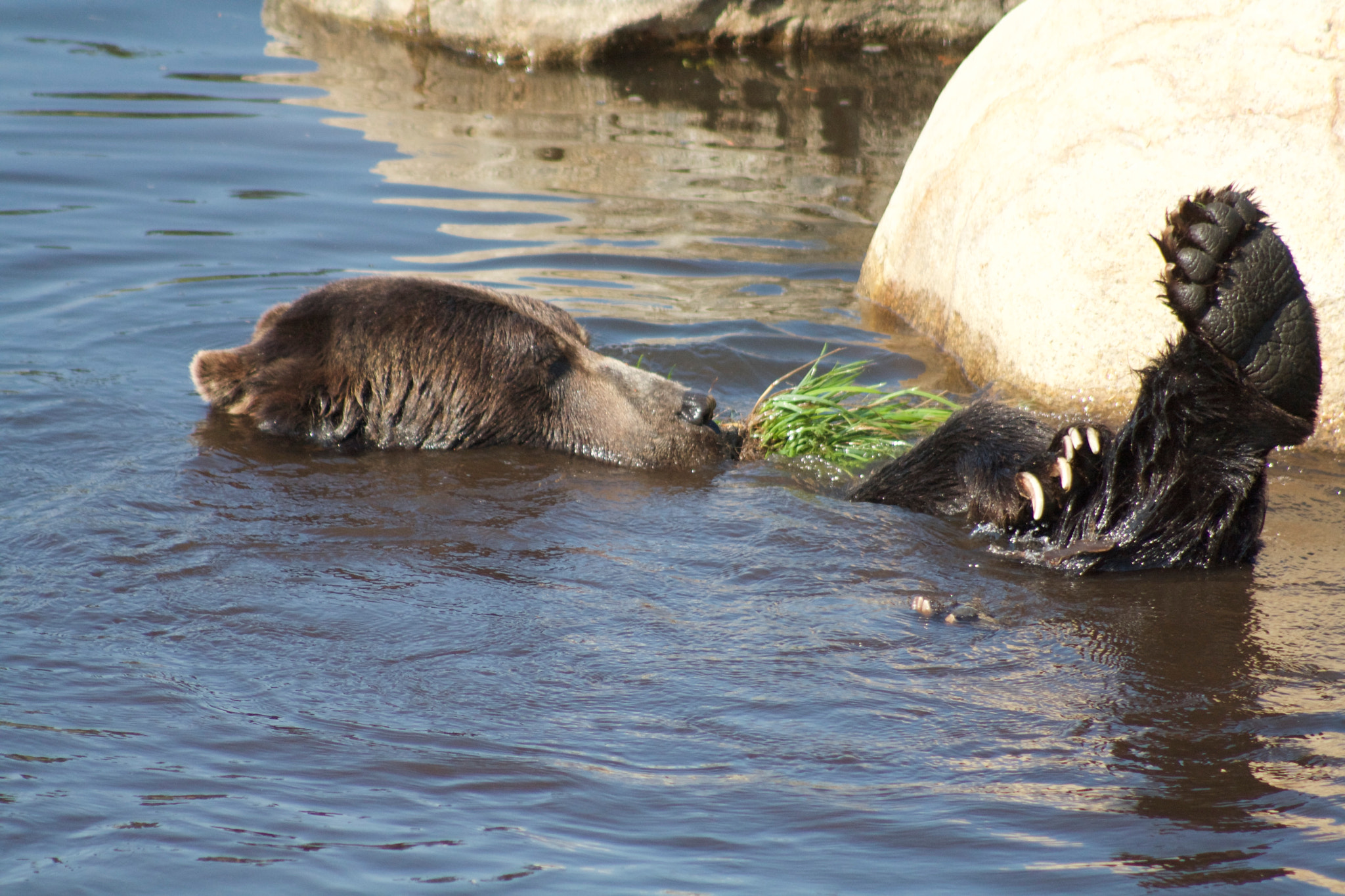 Canon EF 75-300mm f/4-5.6 USM sample photo. Bear necessities photography