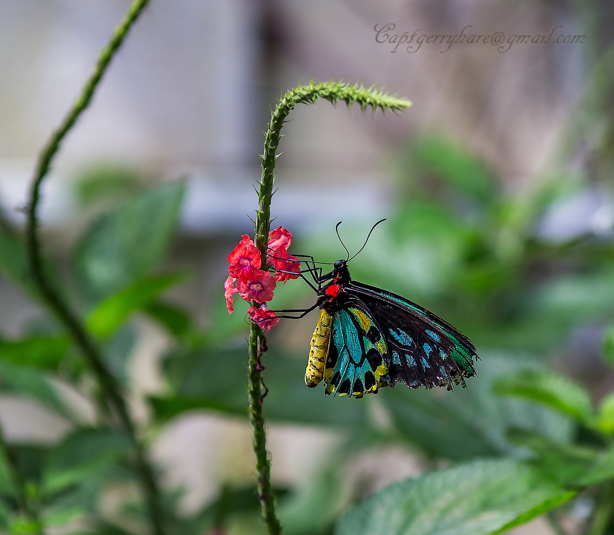 Canon EOS 6D + Canon EF 200mm F2.8L II USM sample photo. A taste of pink photography