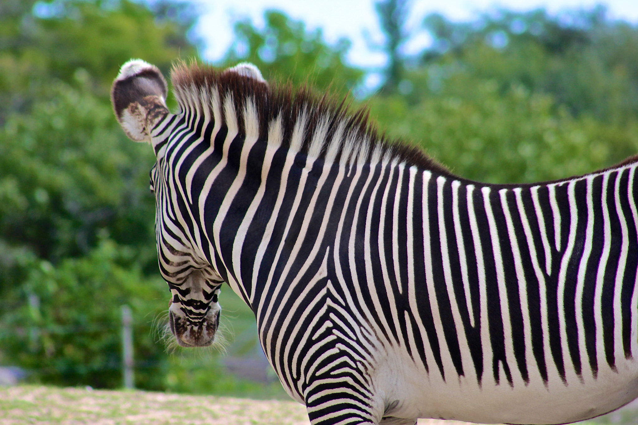 Canon EF 75-300mm f/4-5.6 USM sample photo. Img photography
