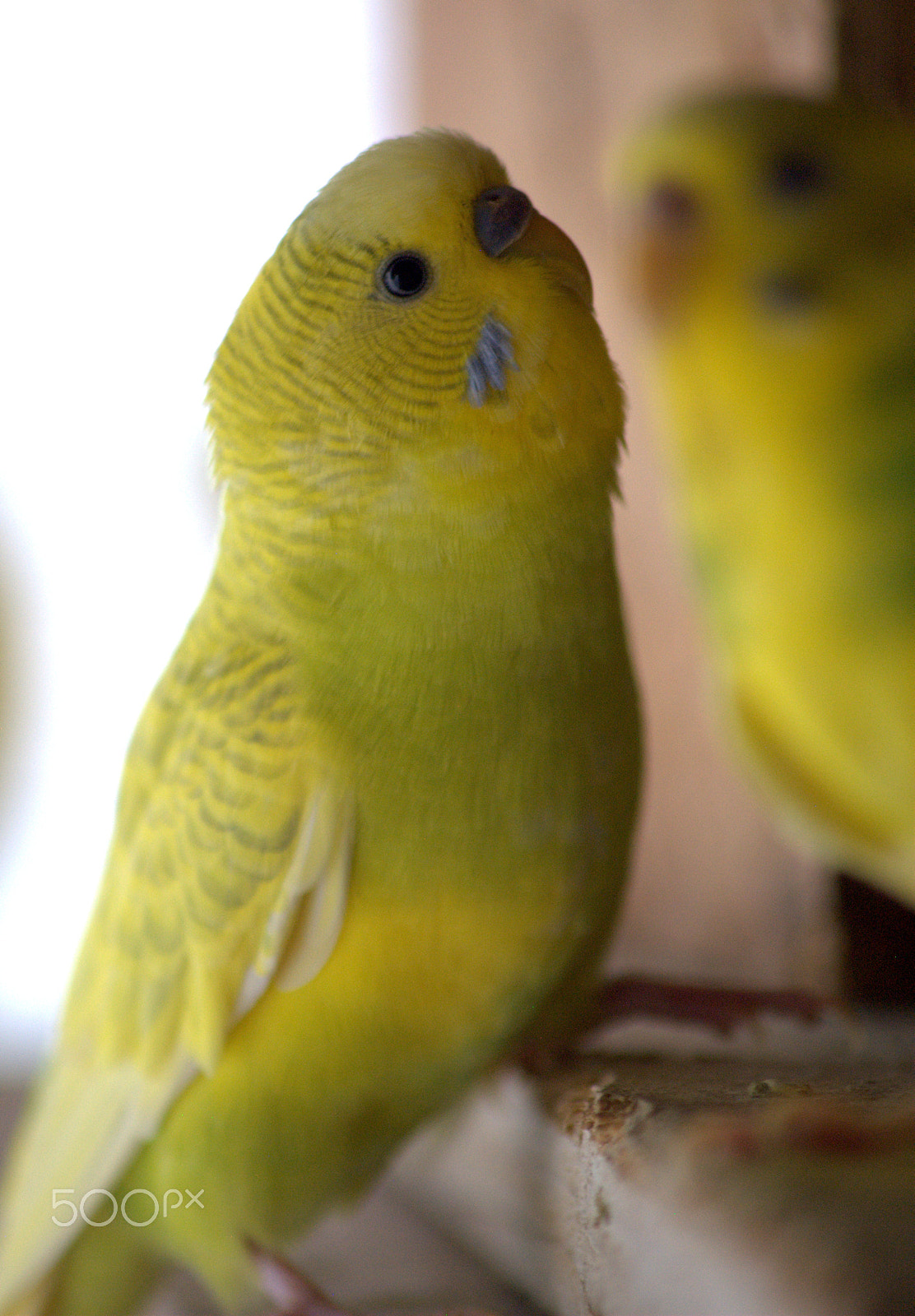 Sigma 70-300mm F4-5.6 APO DG Macro sample photo. Budgie photography