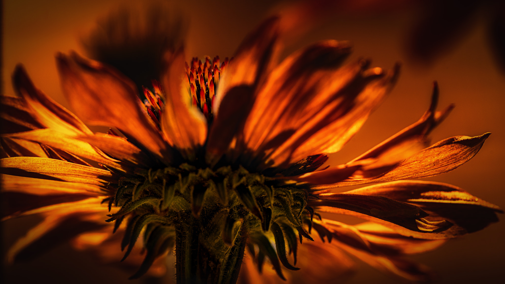 Nikon AF-S Micro-Nikkor 105mm F2.8G IF-ED VR sample photo. Echinacea photography