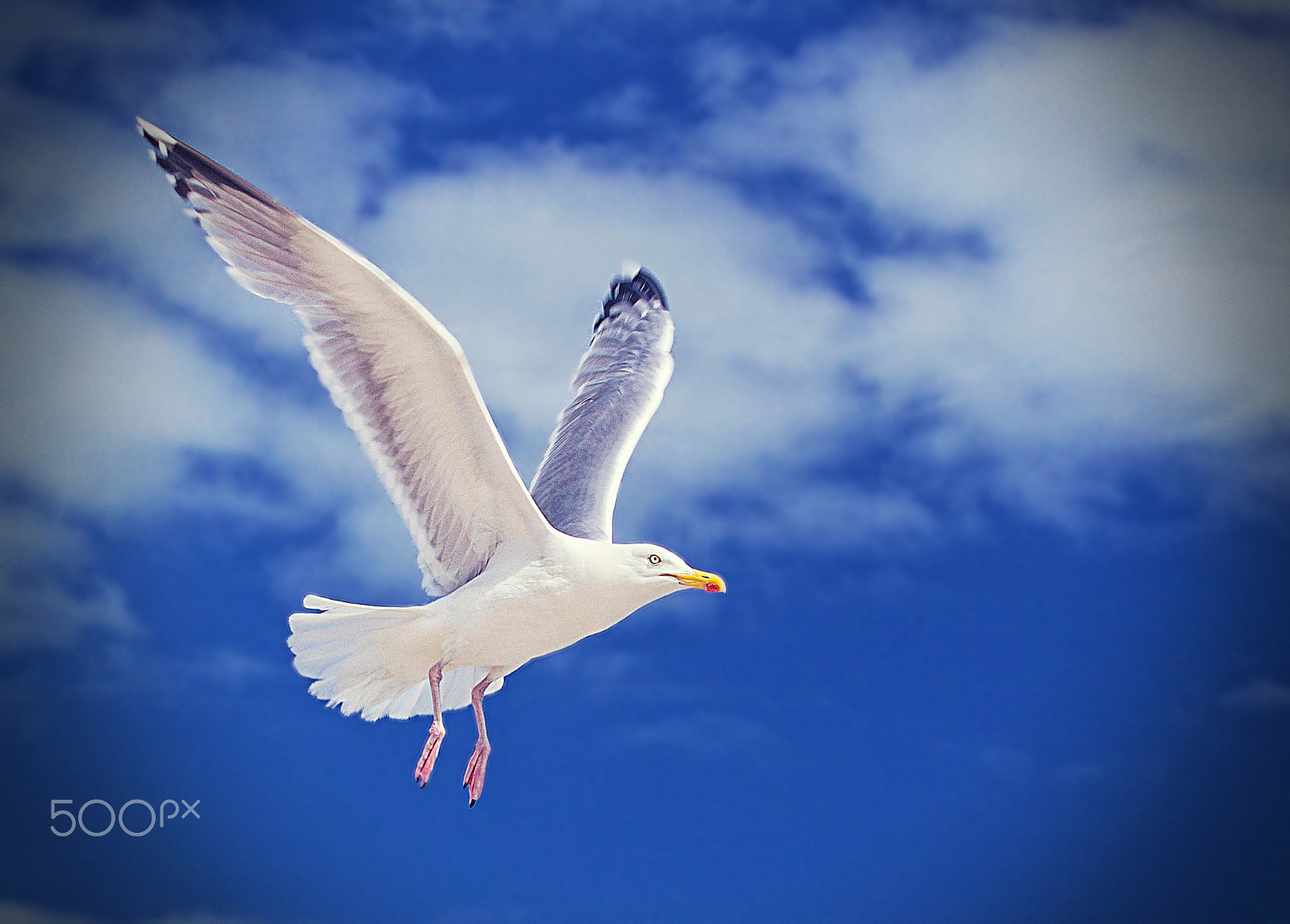 Canon EF 70-300mm F4-5.6L IS USM sample photo. Seagull photography
