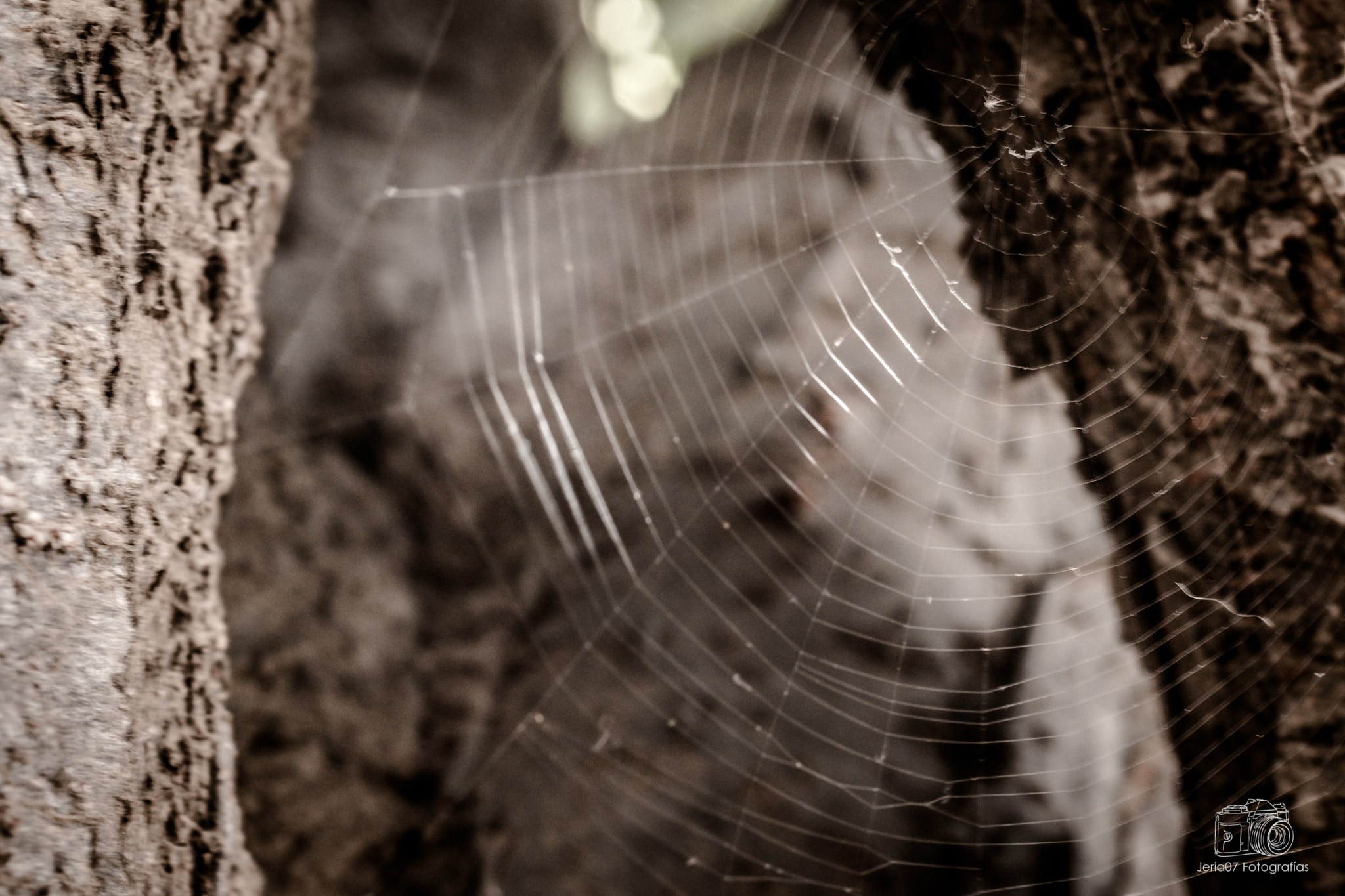Sigma 50mm F1.4 EX DG HSM sample photo. Spiderweb photography
