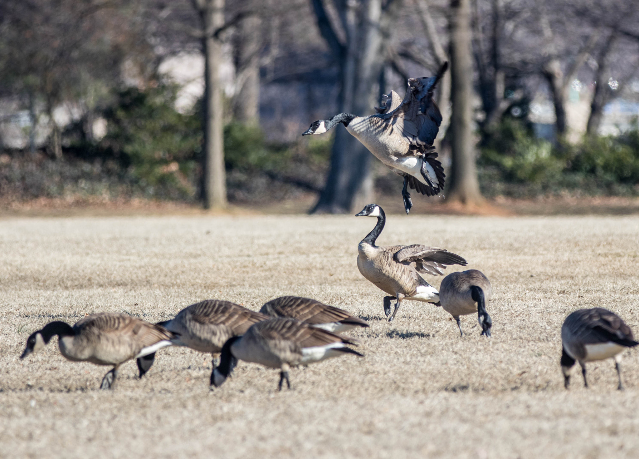 Canon EF 70-200mm F2.8L IS II USM sample photo. Landing photography