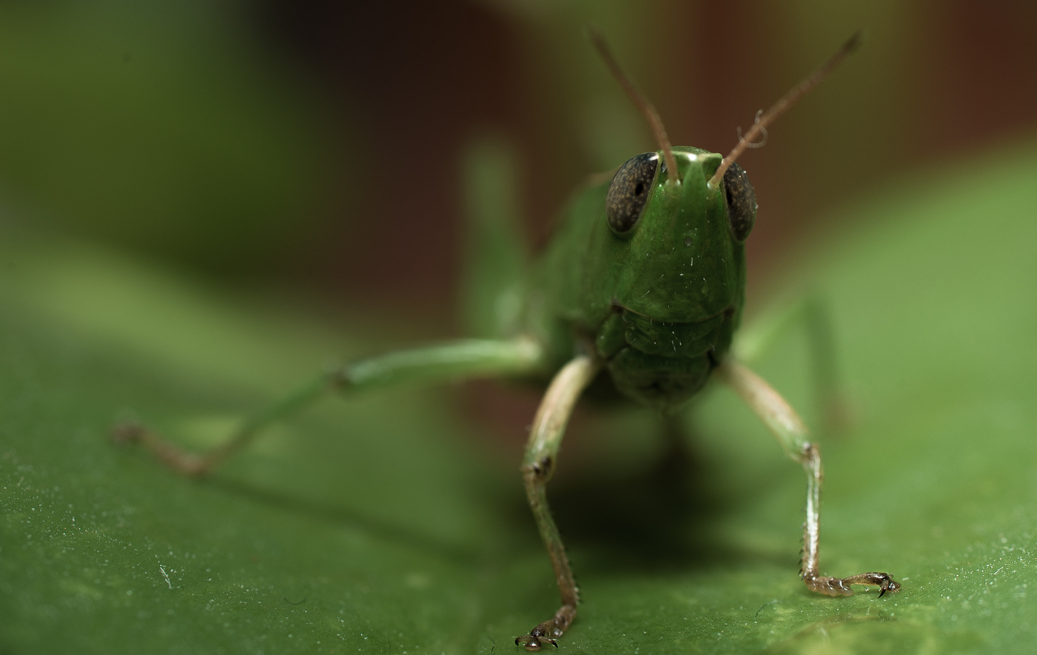 Sony a99 II + Tamron SP AF 90mm F2.8 Di Macro sample photo. Grasshopper photography