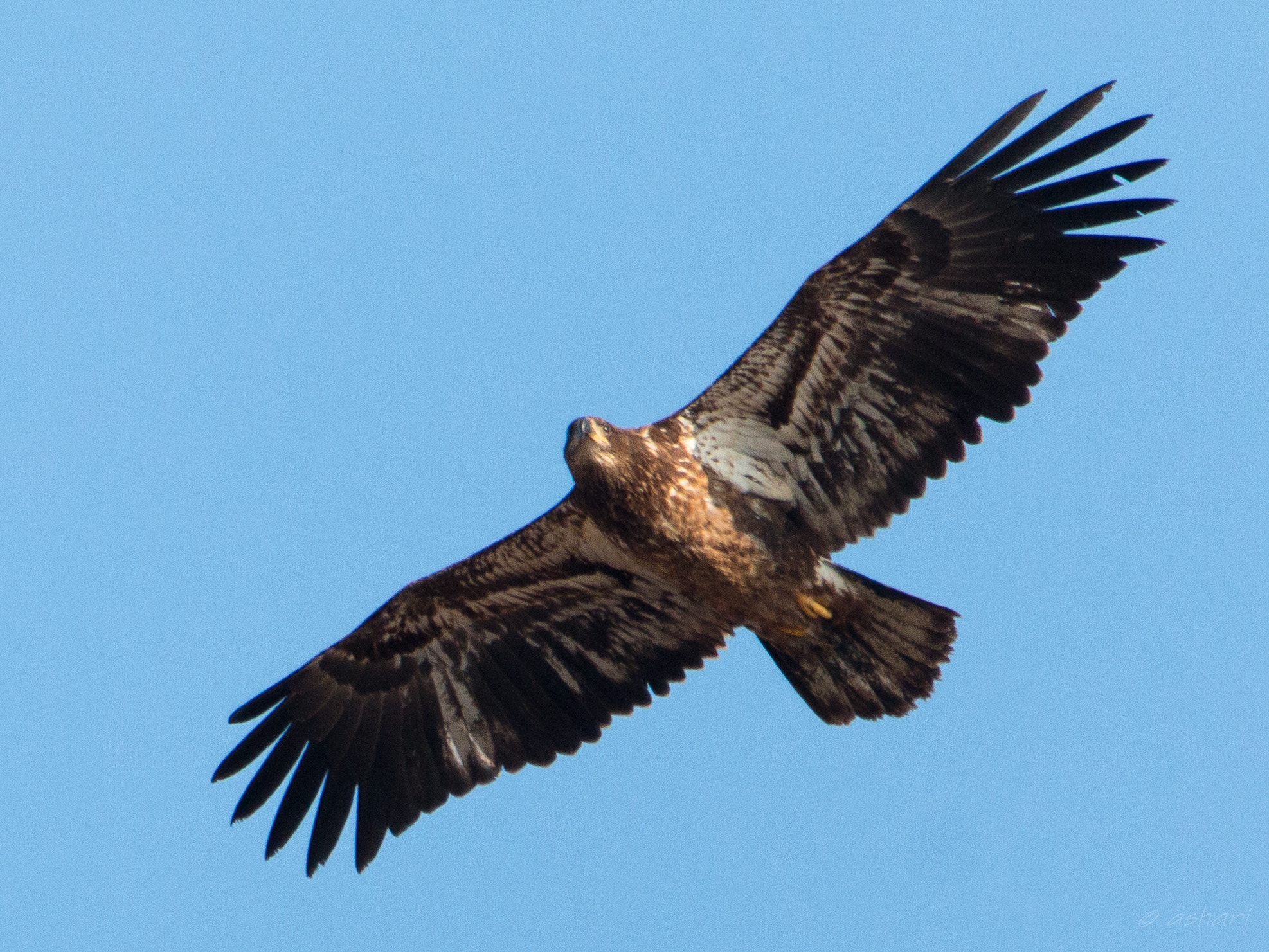 150-600mm F5-6.3 DG OS HSM | Contemporary 015 sample photo. Immature bald eagle photography