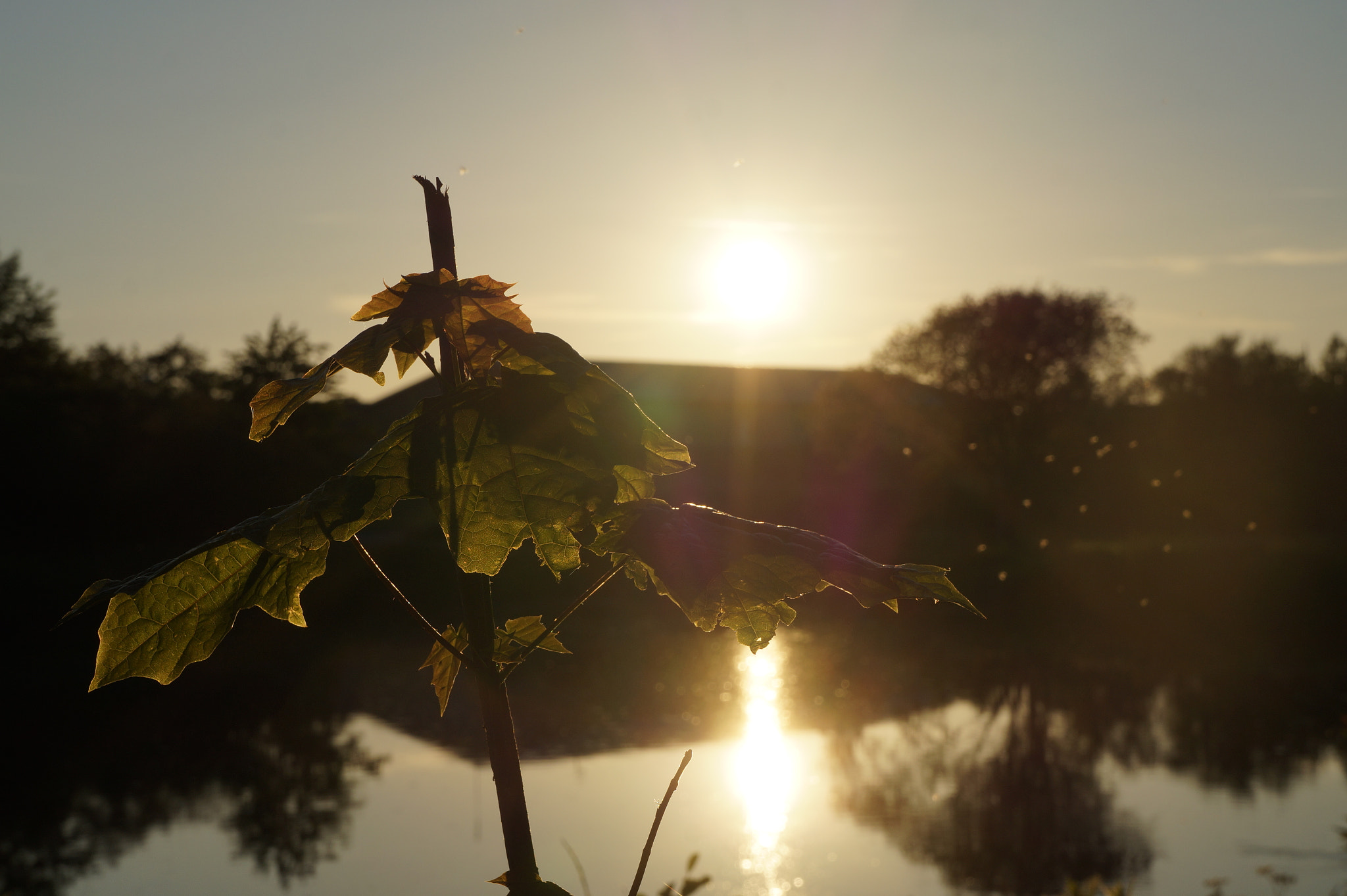 Sony FE 28-70mm F3.5-5.6 OSS sample photo. The lake photography