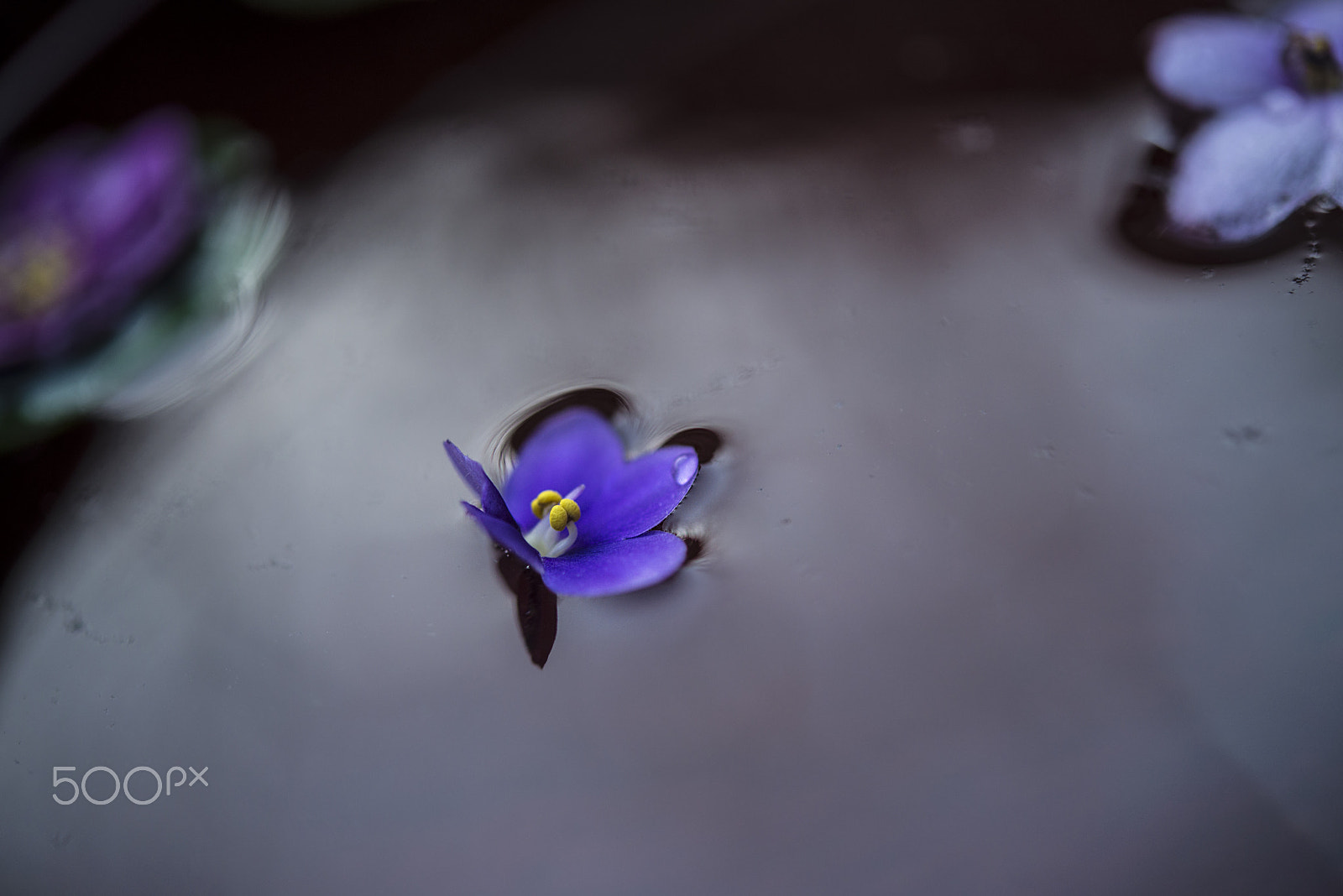 Nikon AF-S Micro-Nikkor 60mm F2.8G ED sample photo. In and out of consciousness photography