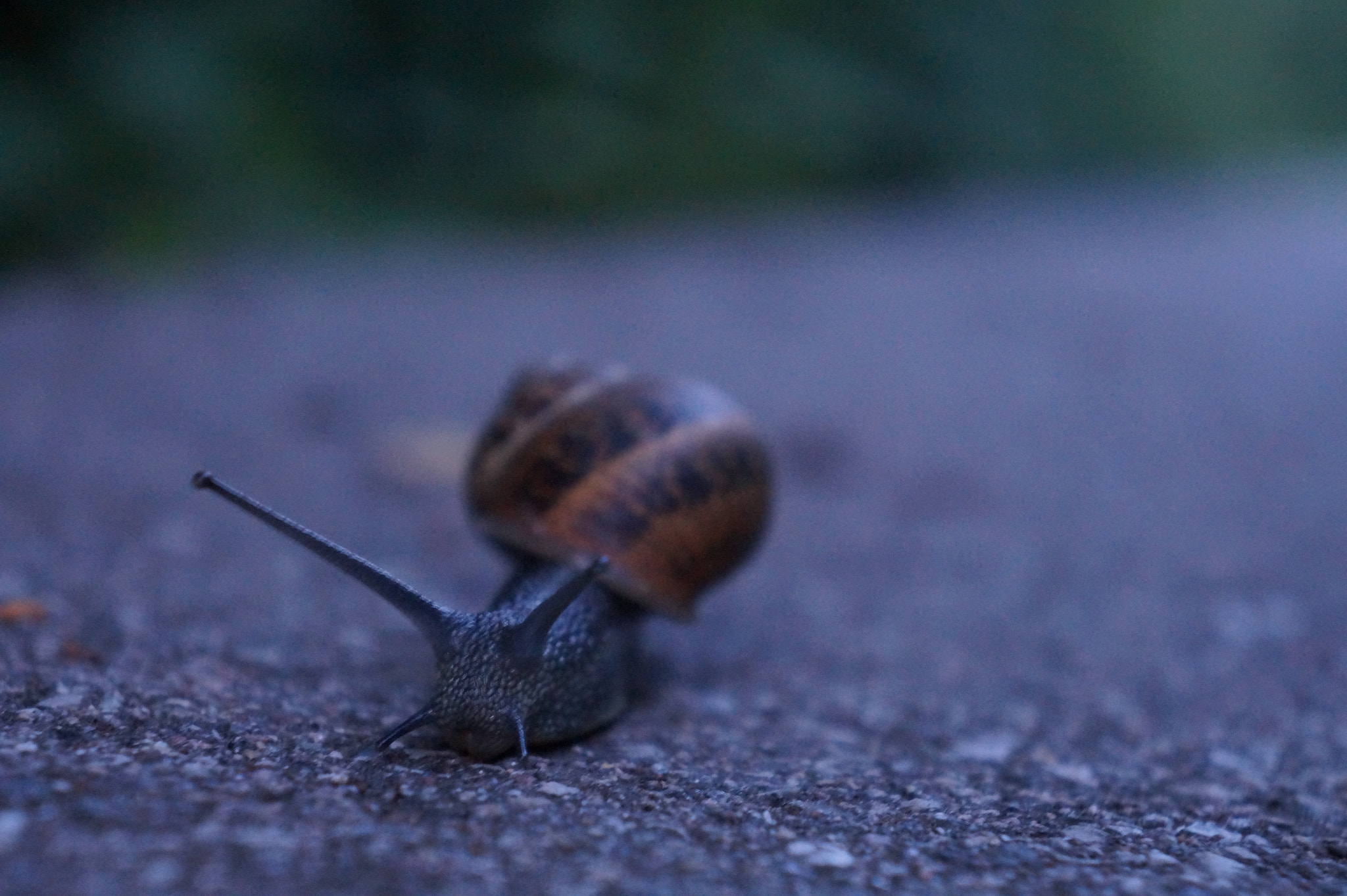 Sony Alpha a3000 + Sony E 18-55mm F3.5-5.6 OSS sample photo. Hello mr. snail photography