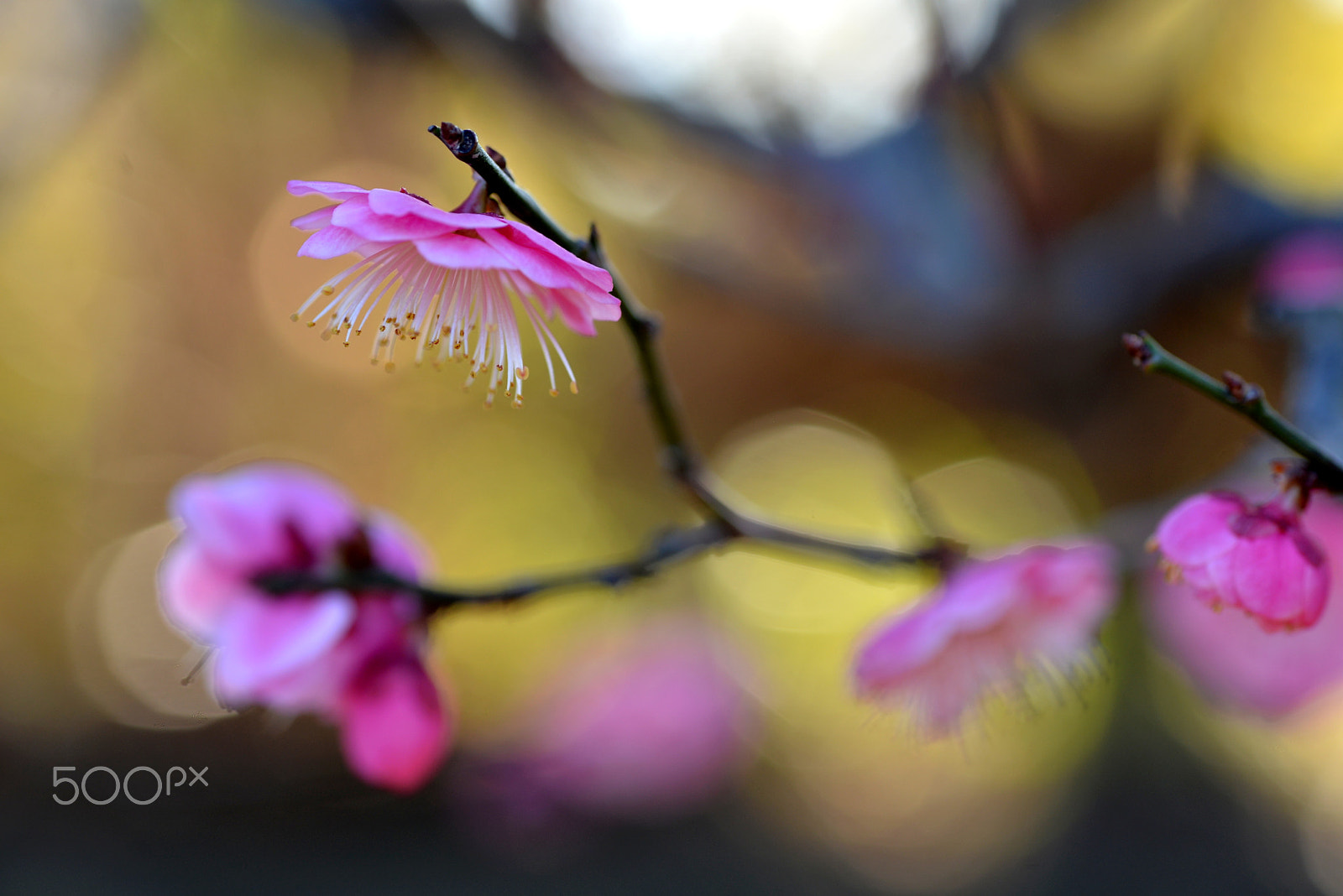 Nikon D600 sample photo. Signs of spring. photography