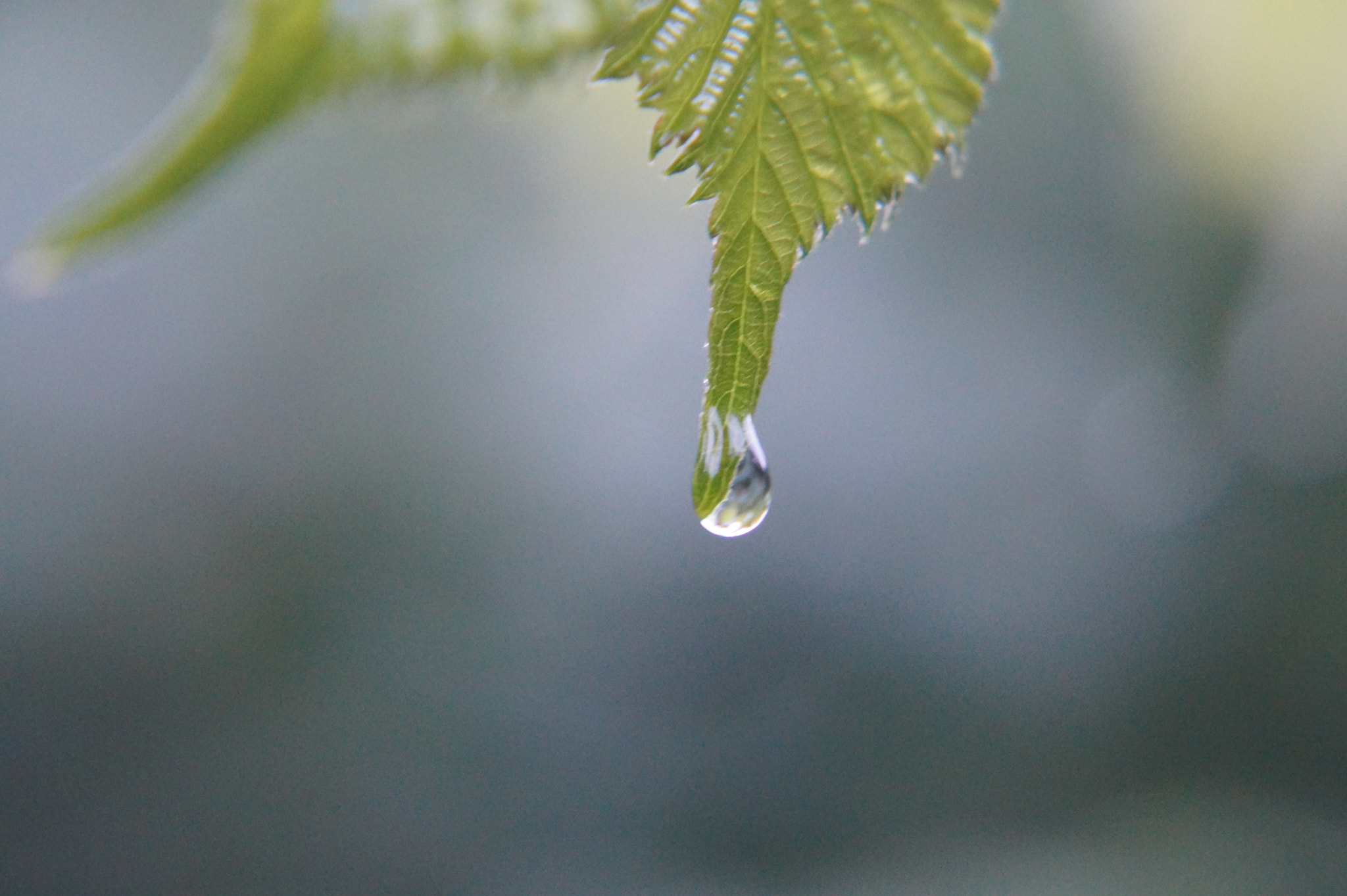 Sony E 18-55mm F3.5-5.6 OSS sample photo. Droplet photography
