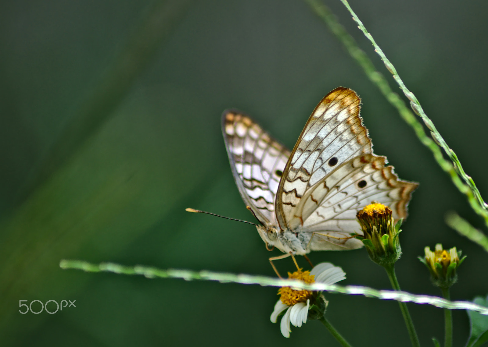 Nikon D90 sample photo. Butterfly_simple photography
