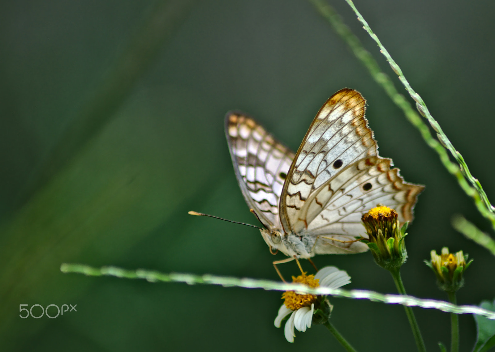 Nikon AF Nikkor 70-300mm F4-5.6G sample photo. Butterfly_simple photography