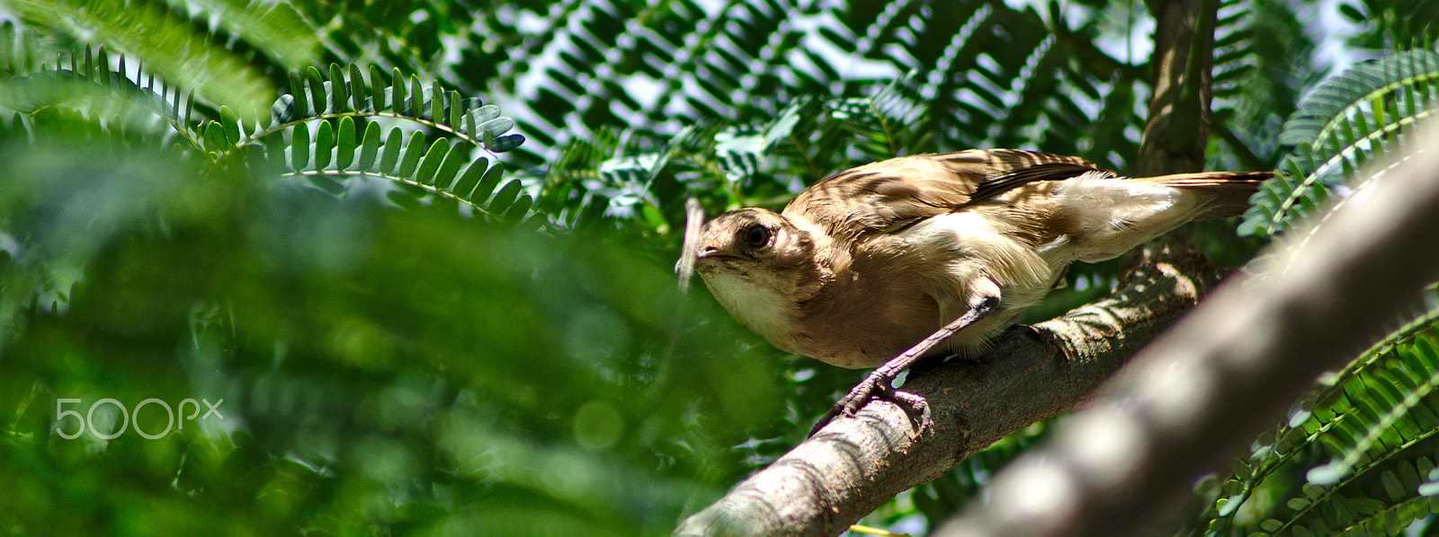 Nikon AF Nikkor 70-300mm F4-5.6G sample photo. Alert_mode_actvated photography
