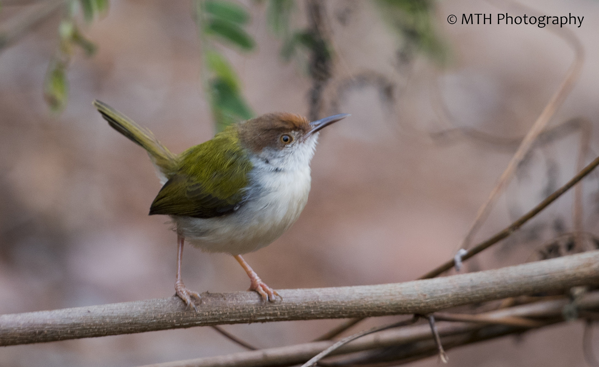 Nikon D750 sample photo. Common tailorbird photography