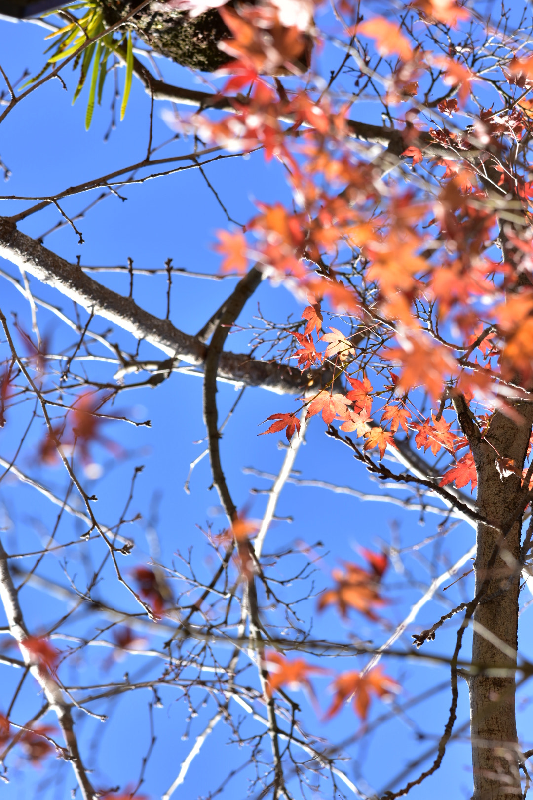 Nikon AF-S DX Micro-Nikkor 85mm F3.5G ED VR sample photo