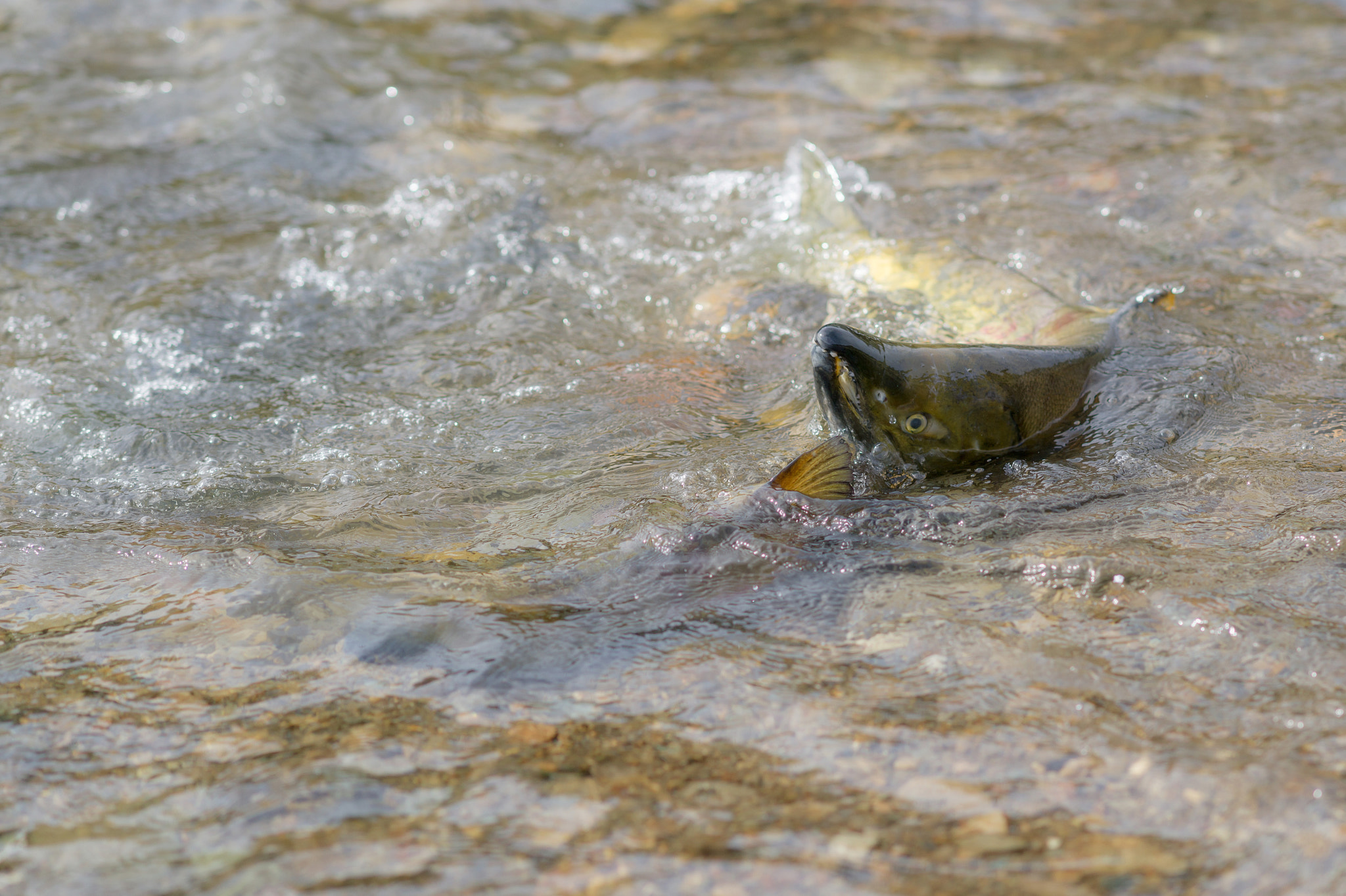 Sony Alpha DSLR-A850 sample photo. Spawning salmon in the river on sakhalin. photography