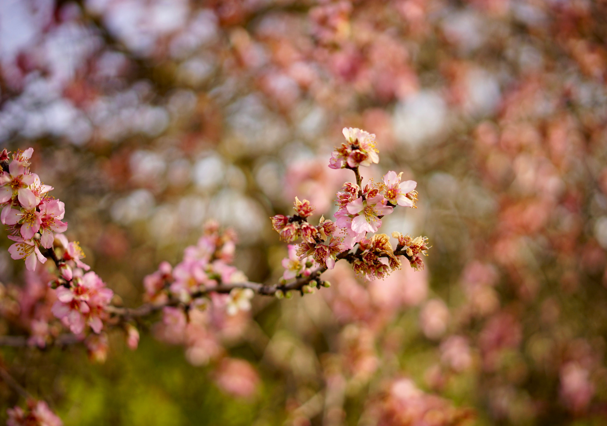 Sony a7 + Sony Sonnar T* FE 55mm F1.8 ZA sample photo. My almond tree... photography