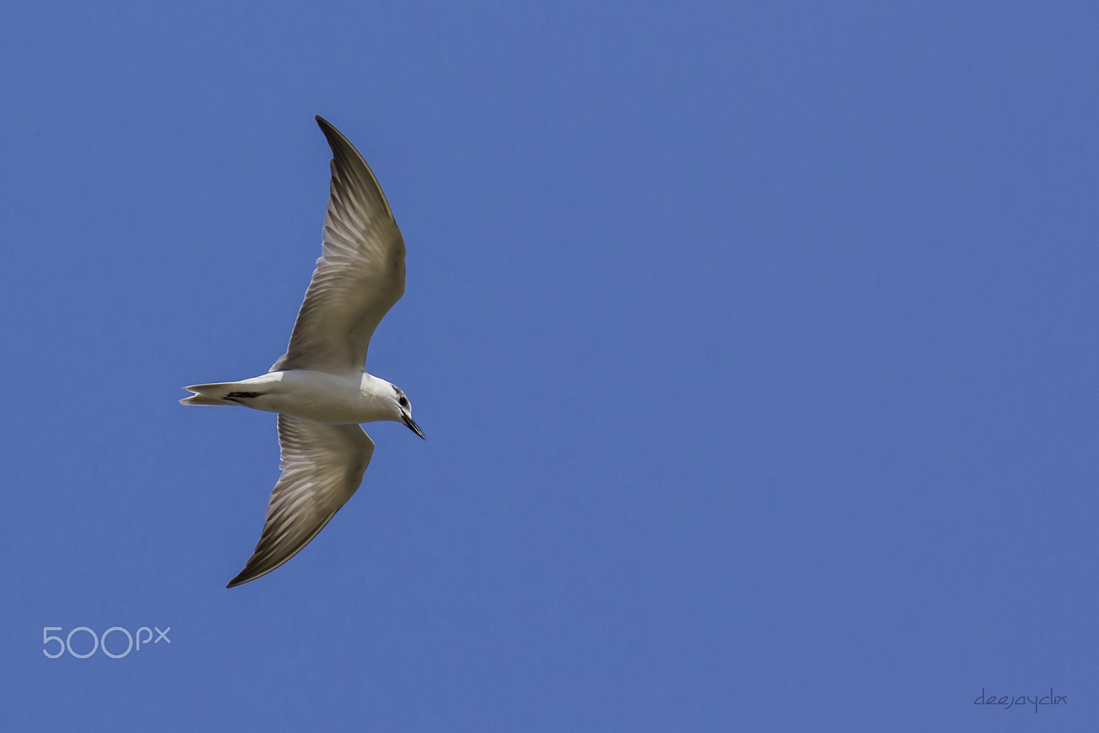 Tamron SP 150-600mm F5-6.3 Di VC USD sample photo. Tern photography