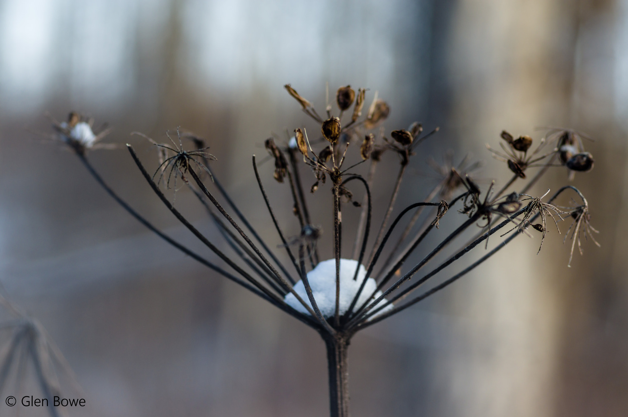Pentax smc D-FA 100mm F2.8 Macro WR sample photo. Winter macro photography