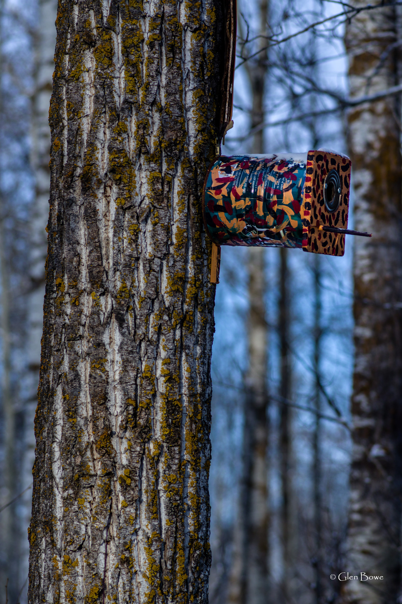 Pentax smc D-FA 100mm F2.8 Macro WR sample photo. Psychedelic bird house photography