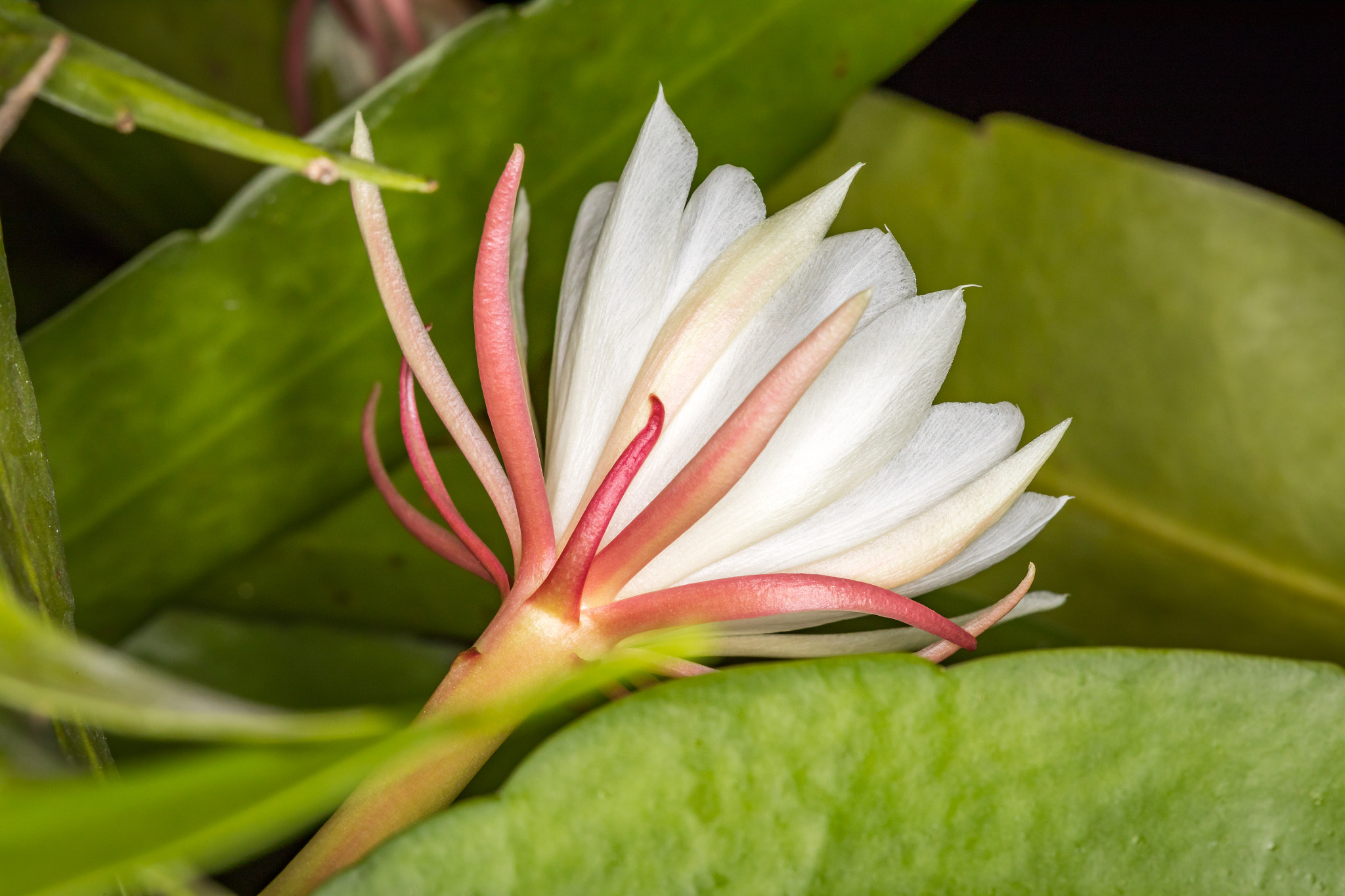 Canon EF 100mm F2.8 Macro USM sample photo. Flower photography