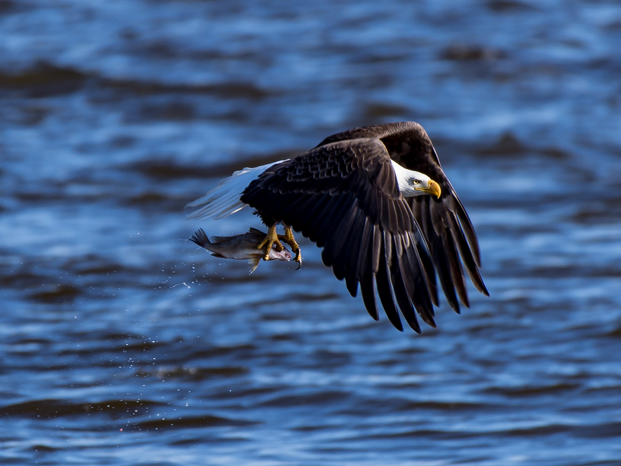 Nikon AF-S Nikkor 200-500mm F5.6E ED VR sample photo. Fishing in mississippi river photography