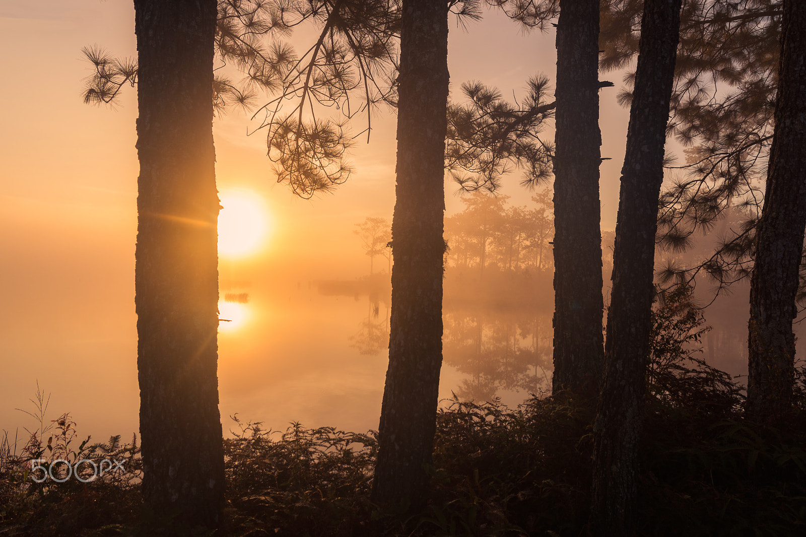 Nikon D5200 + Sigma 17-70mm F2.8-4 DC Macro OS HSM | C sample photo. Lake and pine forest. photography