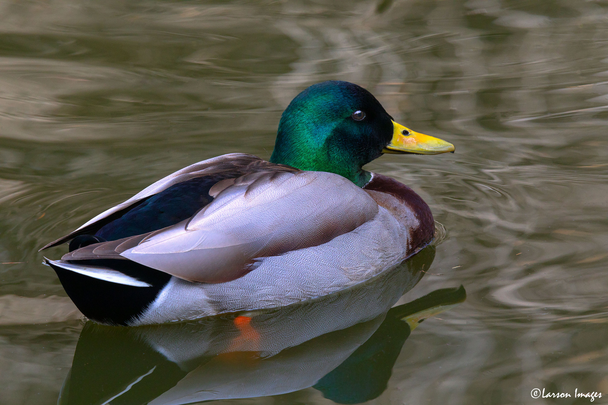 Tamron SP 150-600mm F5-6.3 Di VC USD sample photo. Mallard photography