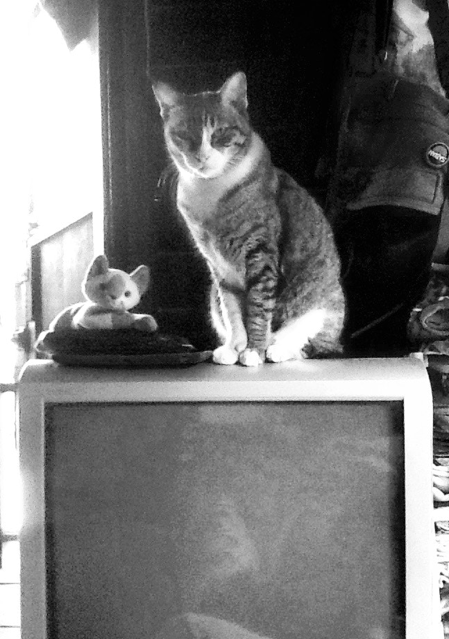 Apple iPad 2 sample photo. Meaw meaw photography