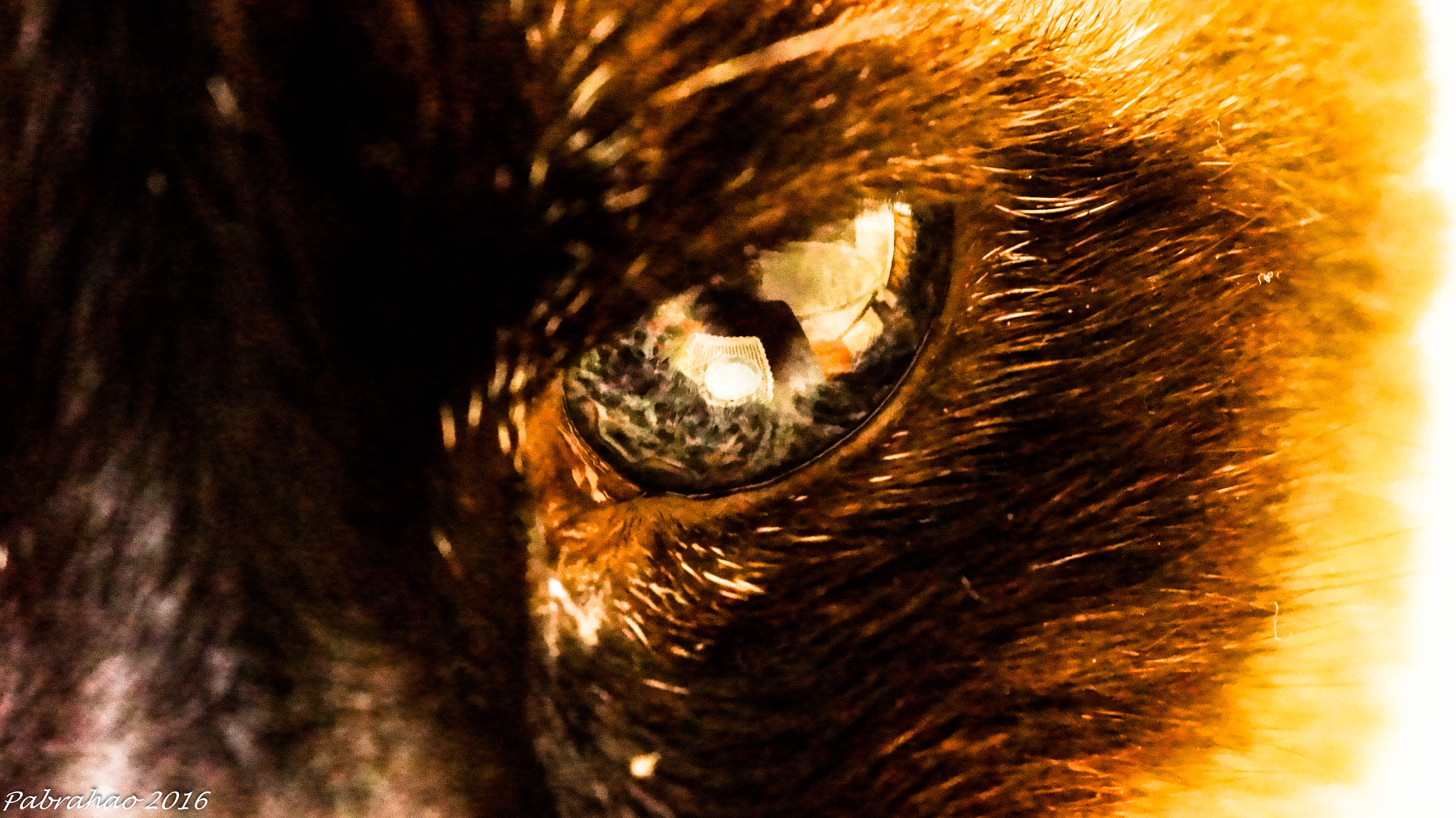 Sony SLT-A57 + Tamron SP AF 90mm F2.8 Di Macro sample photo. The eye of the cat. frida. photography