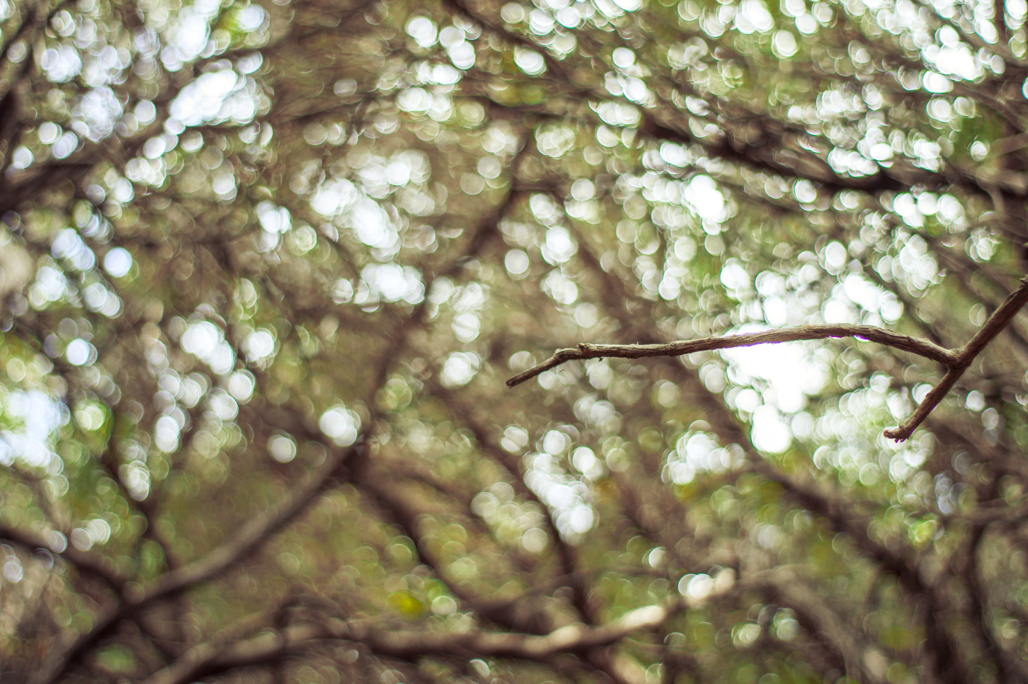 Nikon D3200 sample photo. Some trees in prusia, costa rica. photography