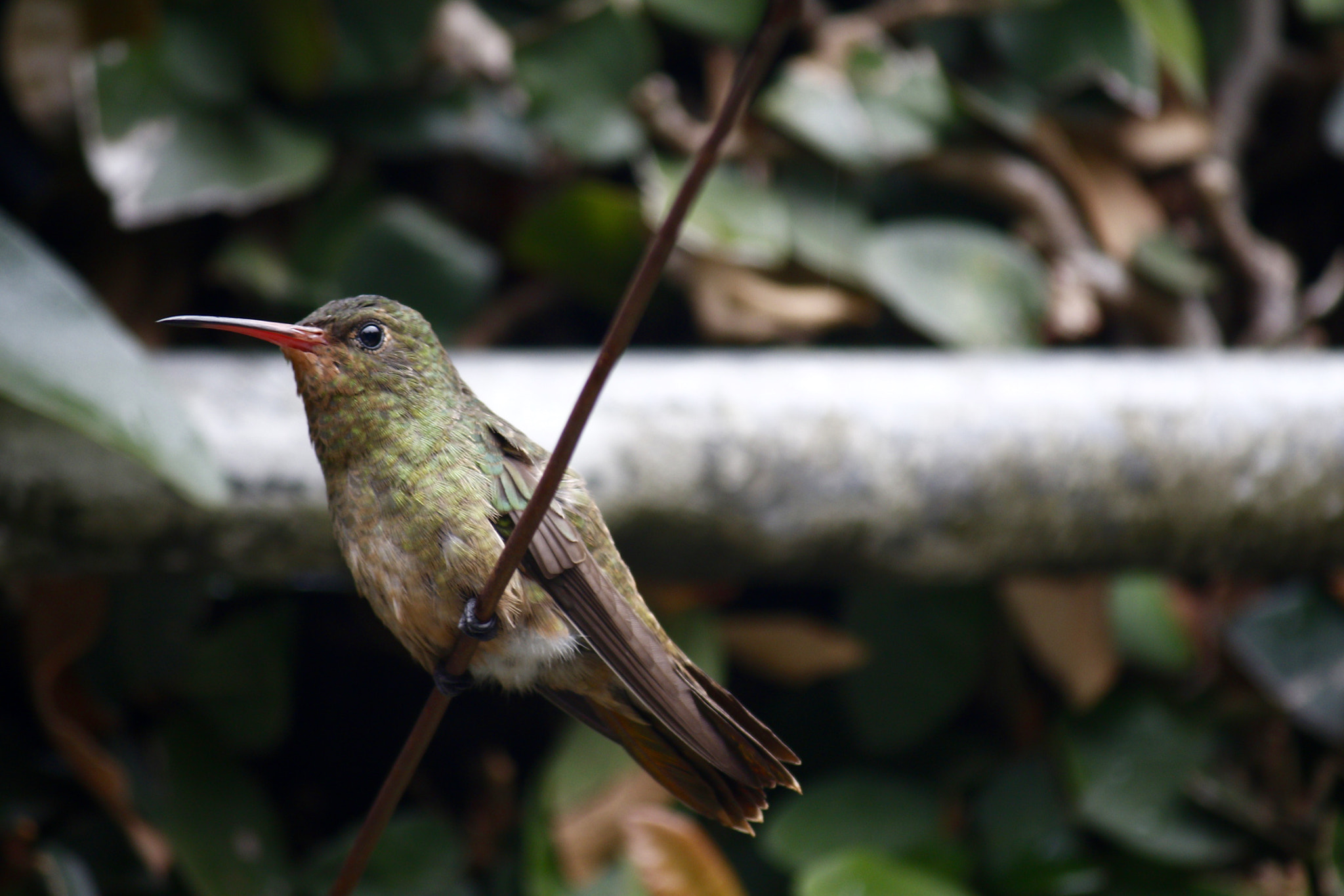 Canon EF-S 55-250mm F4-5.6 IS sample photo. Colibrí photography