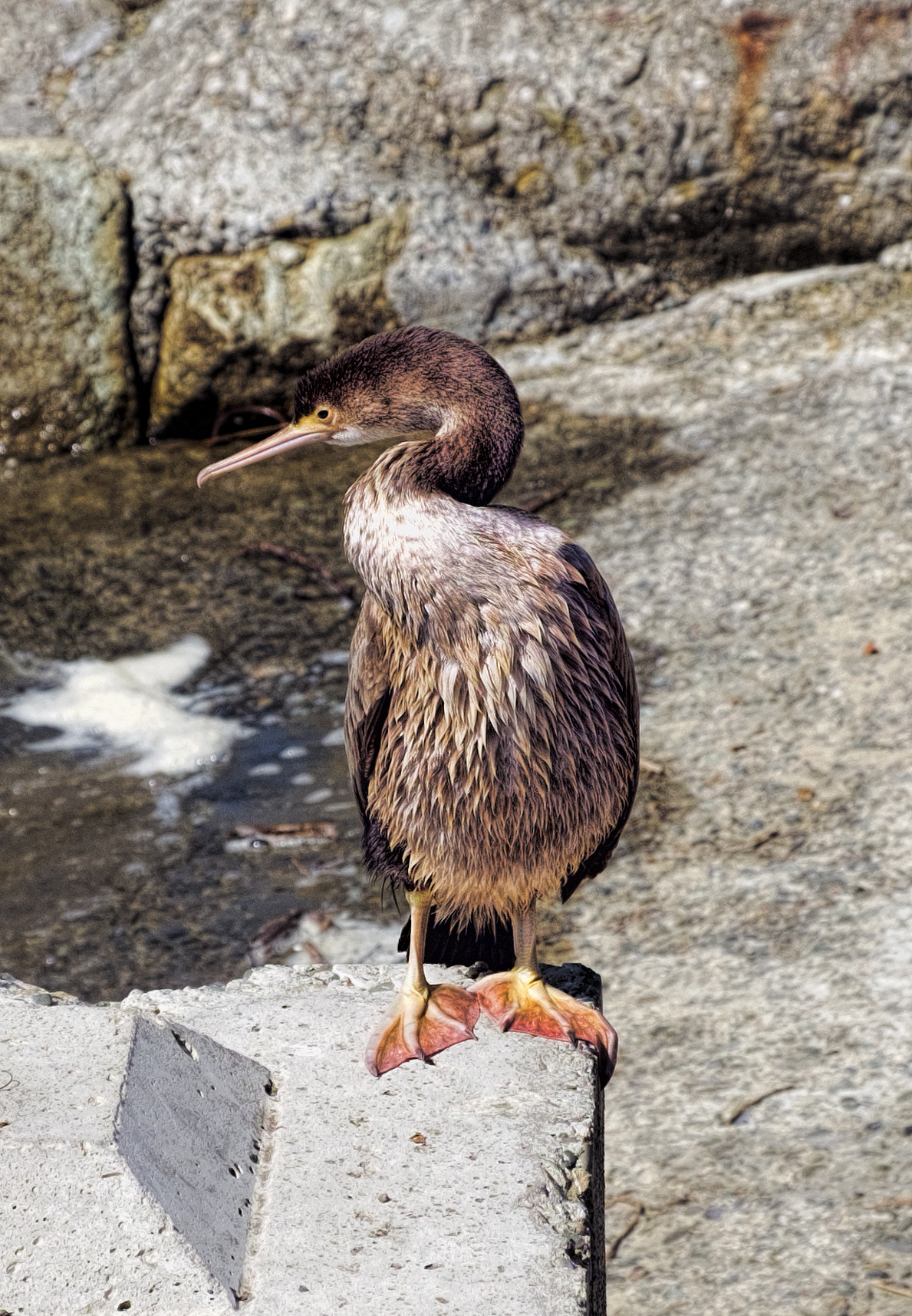 Fujifilm X-Pro1 + Fujifilm XF 18-55mm F2.8-4 R LM OIS sample photo. Shag photography