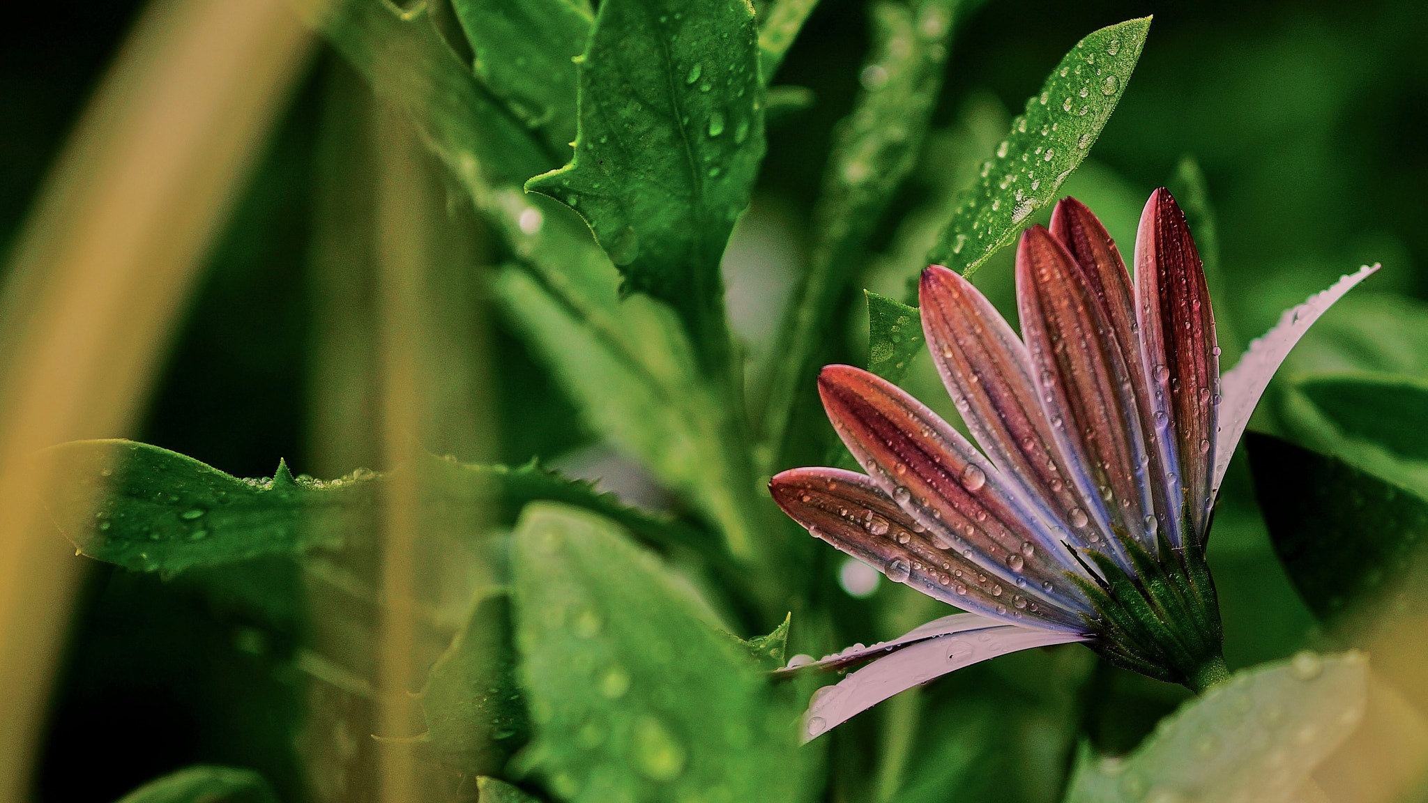 Sony Alpha a3000 + E 60mm F2.8 sample photo. Between drops and petals photography